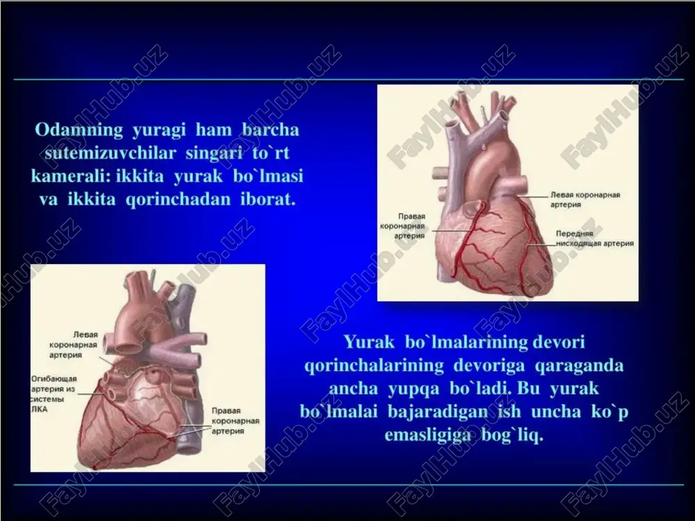 yurak anatomiyasi pptx - Page 4