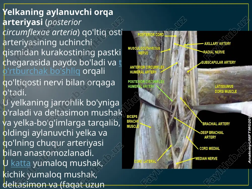 qõl va oyoq aryeriyalari anatomiyasi pptx - Page 4
