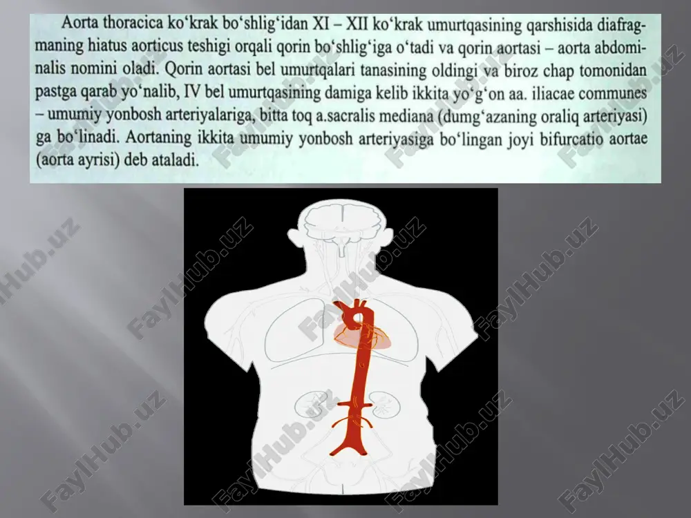 kõkrak va qorin aortasi anatomiyasi pptx - Page 4