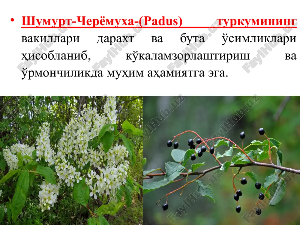 kibida e vitamin miqdori ortishi, hamda xolesterin miqdorining kamayishi tadqiqotlar asosida isbotlangan. botanik tavsifi. daraxti 6 — 10 m, shoxshabbasi piramidasimon yoki tarvaqaylagan. ildiz tizimi yaxshi rivojlangan. barglari nashtarsimon. o'suv va meva novdalari chiqaradi. erta bahorda, barg chiqarishdan oldin gullaydi. guli oq yoki pushti, ikki jinsli. g'oyat yorug'sevar va qurg'oqchilikka chidamli. chetdan changlanganda yaxshi hosil beradi. mevasi (bodomi) pust (pishganda yorilib ketadi) bilan qoplangan qattiq qobikli danak (yong'oqcha). iyulsent. da pishadi. bodomi 0,5—4 g (mag'zi 12—80%). magzi tarkibida 35—67% yog', 30% gacha oqsil moddalar, shuningdek qand, elimsimon moddalar (achchiq bodom tarkibida 2,5% gacha amigdalin) bor. po'chog'i naviga qarab yupqa (g'alvirak), o'rtacha va qattiq, mag'zi shirin yoki achchiq bo'ladi. xo'jalik ahamiyati . b. asosan, shirin mag'zi uchun etishtiriladi. bodom mag'zi iste'mol qilinadi, konditer sanoatida, moyi tibbiyotda, achchiq mag'iz b. dan olinadigan efir moyi kosmetika sanoatida, po'chog'i likyor, konyak va vinolar rangi va ta'mini yaxshilashda ishlatiladi. biologik xususiyatlari. bodom 100, hatto 130 …