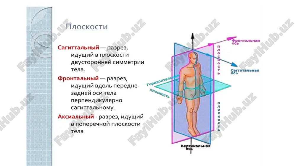di. bo‘yin umurtqalari (vertebrae cervicales) 7 dona i va ii bo‘yin umurtqalari boshqa bo‘yin umurtqalaridan tuzilishi jihatidan farq qiladi, chunki ular bosh harakatini ta’minlaydi. i bo‘yin umurtqasi atlantning (atlas) (10-rasm) tanasi taraqqiyot davrida ii bo‘yin umurtqasiga tish hosil qilib birikib ketadi. natijada uning tanasi o‘mida atlantning oldingi ravog‘i (arcus anterior atlantis) hosil bo‘ladi va umurtqa teshigi kengayadi. atlantning oldingi ravog‘ining old yuzasida oldingi do‘mboqcha (tuberculum anterius), ichki tomonida ii umurtqa tishi bilan bo‘g‘ im hosil qiladigan tish chuqurchasi (fovea dentis) bor. atlantning orqa ravog‘ining (arcus posterior atlantis) orqa yuzasida orqa do‘mboqcha (tuberculum posterius) bor. atlantning oldingi va orqa ravoqlari o‘zaro yon massasi (massa lateralis atlantis) vositasida birikadi. yon massalaming ustida joylashgan ustki bo‘g‘im yuzasi (facies articularis superior) oval shaklda, ensa suyagining do‘ngi bilan bo‘g‘im hosil qiladi. ostki bo‘g‘im yuzasi (facies articularis inferior) yassi, yumaloq bo‘lib, p bo‘yin umurtqasi bilan bo‘g‘im hosil qiladi. orqa ravoqning yuqori yuzasida umurtqa arteriyasining egati (sulcus …