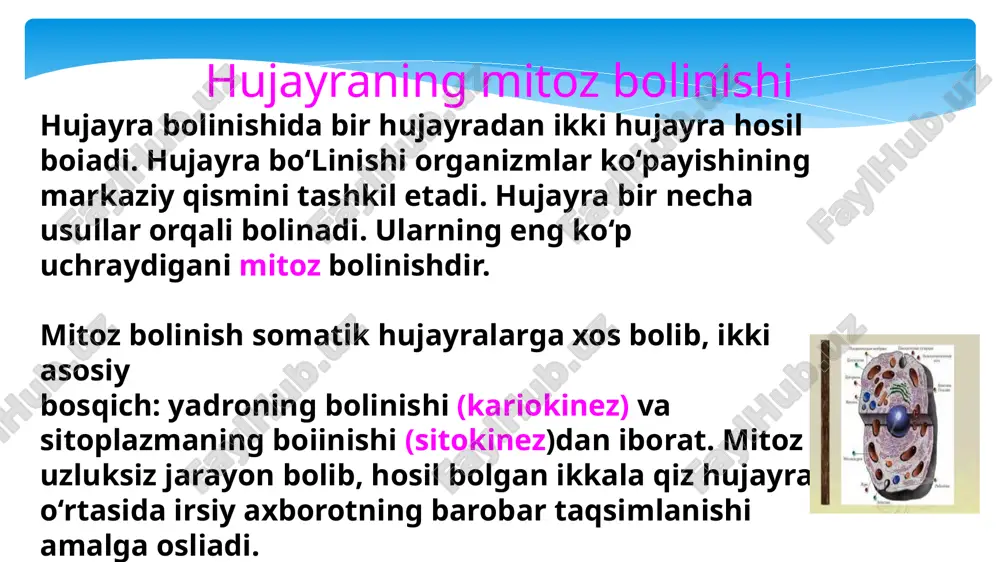 deyiladi. agar sentromera xromosomani bir-biriga teng bolmagan ikki qismga ajratib tursa, u holda biroz teng boimagan — submetasentrik yoki haddan tashqari noteng yelkali — akrosentrik xromosoma, agar sentromera xromosomaning uchki qismiga yaqin joydan o ‘rin olsa ular telosentrik xromosomalar deyiladi. xromosomalar uchidagi tanachalar esa telomeralar deb ataladi. xromosomada asosiy sentromeradan tashqari ikkilamchi sentromera bolishi mumkin. lekin u xromosoma joyini o ‘zgartirishda qatnashmaydi. ko‘p hujayralarda uning o‘rnida yadrochalar shakllanadi. ba’zan xromosoma uchlarida uncha katta boimagan tanachalar — yoldoshlar joylashadi. bunday xromosomalar yoldoshli xromosomalar deyiladi qutbli va elektron mikroskopiya kabi tadqiqot metodlari xromosomalarning nozik tuzilishini o‘rganishga imkon yaratdi. har bir xromonema ikkita elementar yig‘indidan, ya’ni mikromolekular o‘lchamli birlamchi ipchalardan tashkil topadi. birlamchi ipcha diametri 30 a° ga teng. spirallashish ikki ko‘rinishda bo‘ladi. ularning biri mayda, ikkinchisi yirik bo‘ladi. xromosomalar uzunasiga bir-biridan farq qiluvchi qismlardan tashkil topgan. ayrim qismlar ko‘proq spirallashadi, boshqalari kam spirallashadi. spirallashgan qism to‘q rangda, kam spirallashgani och rangda bo‘ladi. …