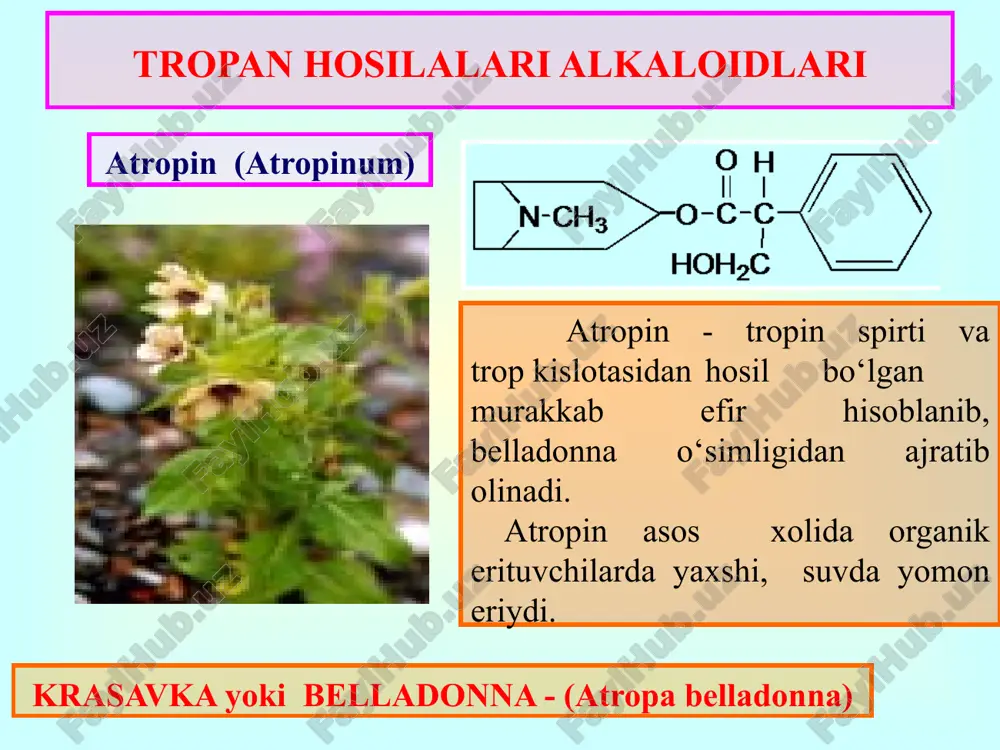 nning sterioizomeri. u ishqor hamda yuqori harorat ta’sirida, optik xususiyatini tez yo‘qotadi va natijada atropinga aylanib qoladi. tibbiyotda: giotsiamin silliq muskullar tonusini kamaytirib, oshqozon osti bezi shirasini ishlab chiqarishni kamaytirib, oshqozon va o‘n ikki barmoqli ichak yaralarini davolashda, kolit, yo‘g‘on ichak va peshob kanali spazmlarida qo‘llaniladi. antixolinestraza moddalari bilan zaharlanganda antidot sifatida ishlatiladi. toksikologik ahamiyati ko‘pincha bolalar belladonna o‘simligini mevasini va ituzumdan ko‘proq iste’mol qilganda baxtsiz xodisalarga olib kelishi mumkin. giossiamin bilan zaharlanganda: og‘iz qurishi; peshob chiqarishning buzilishi; peshob tutilishi; ko‘rishning buzilishi; ko‘z ichi bosimining ortishi; taxikardiya; bosh og‘rig‘i; uyquchanlik; bosh aylanishi; nutqning buzilish alomatlari; chanqash; qusish holatlari kuzatiladi. metabolizmi giossiamin ham atropin singari organizmda noratropin, trop kislotasi va tropin spirtigacha parchalanadi va konyugatlar hosil qilib metabolitlanadi. ashyoviy dalil tarkibidan ajratib olish: nordonlashtirilgan suv yoki spirt yordamida ishqoriy muhitda ekstraksiyalab olinadi. chinligini aniqlash. i-kimyoviy usullarda tahlili 1. umumiy cho‘ktiruvchi reaktivlar bilan reaksiyaga kirishib cho‘kma hosil qiladi. 2. vitali-moren reaksiyasi: ushbu …