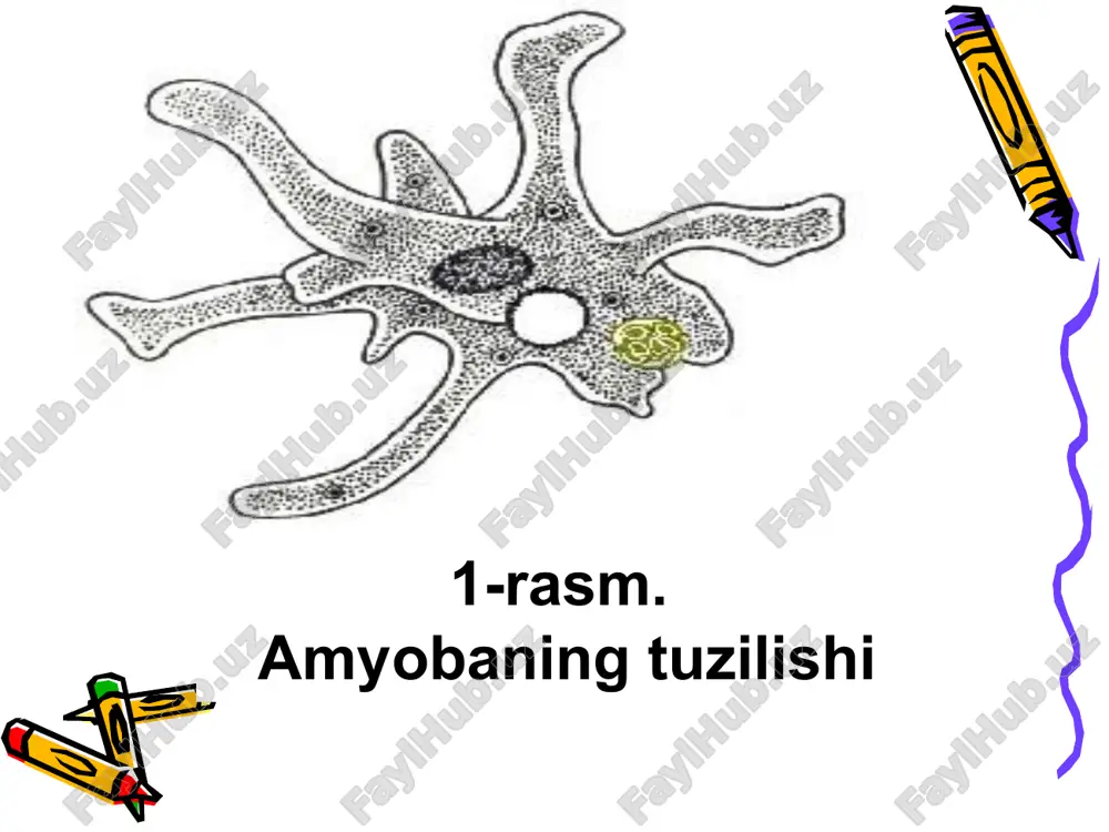 kovakichlilar tipi hayvonlar - Page 4