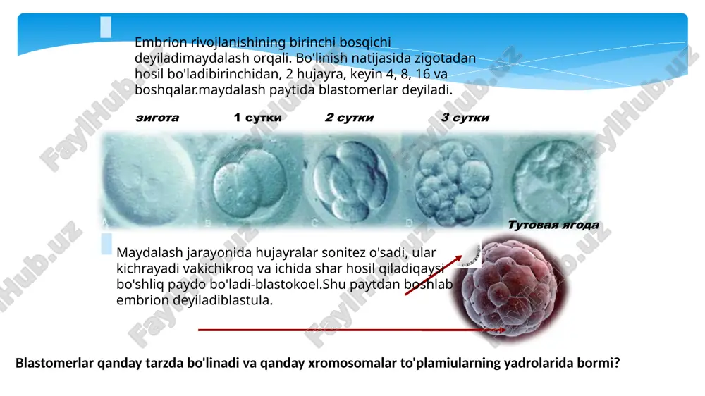 pics/171/when-the-growth-start-for-children.jpg vnutriutrobniy (gestatsionniy) etap vnutriutrobniy ( gestatsionniy ) etap - 270 dney ( ot momenta oplodotvoreniya do rojdeniya rebenka ) prakticheski - gestatsionniy etap dlitsya 280 dney (40 nedel), nachinaya s pervogo dnya poslednego menstrualnogo tsikla u materi fazi vnutriutrobnogo etapa: embrionalnogo razvitiya - ot momenta oplodotvoreniya do 2 mesyatsev platsentarnogo razvitiya (fetalniy period) - s 3-go mesyatsa do kontsa beremennosti http://newsezon.ru/wp-content/uploads/2015/10/podschityvaem-srok-beremennosti-vmeste_2.jpg faza platsentarnogo razvitiya delitsya na dva perioda: ranniy fetalniy pozdniy fetalniy http://edikst.ru/misc/i/gallery/8939/40986.jpg fetopatii (ot lat. foetus — plod) – sledstvie povrejdeniya ploda ot 12-y nedeli do momenta rojdeniya v zavisimosti ot srokov razvitiya ploda: rannie fetopatii formiruyutsya v rannem periode fetogeneza (76—180 dni vnutriutrobnoy jizni) pozdnie fetopatii razvivayutsya v pozdniy fetalniy period (181—280 dni antenatalnogo ontogeneza) http://budy-mamoy.ru/wp-content/uploads/2013/04/12-nedelya-beremennosti-plod.jpg v zavisimosti ot vozdeystviya vrednix faktorov: infektsionnie fetopatii voznikayut pod vliyaniem infektsionnogo agenta, sklonni k generalizatsii protsessa, privodya k spetsificheskim izmeneniyam v organizme ploda ( toksoplazmoz, vrojdennaya krasnuxa, tsitomegaliya, listerioz, vrojdenniy …