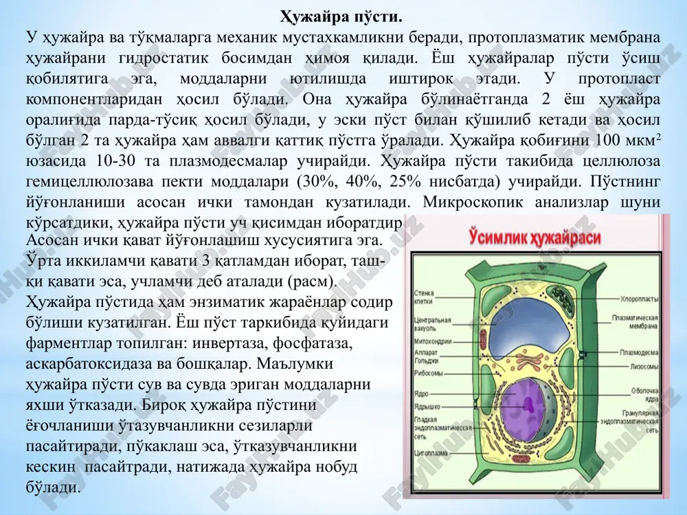 r asta sekin er tsisternasi orqali kelib chiqadi. ular meristematik hujayralarda juda kichik ko'rinishga ega bo'lib provakuolalar deyiladi.hujayrani o'sish davrida provauolalar bir biri bilan qo'shilishi natijasida bir necha katta yoki bitta markaziy vakuola hosil bo'ladi. shuning bilan birga membranini mayda vakuolalaridan tsitozolni vakuoladan ajratib turuvchi tonoplast shakillanadi.hujayrada shakillangan markaziy vakuola, hujayra hajmini 90% ini egallaydi. vakuolani ichi hujayra shirasi bilan to'ldirilgan va ularni tarkibida suvda eruvchi moddalar: mineral ionlar, organik kislotalar va ularni tuzlari, qandlar, ayri past molekulali oqsillar, pigmentlar (antotsianlar), alkoloidlar va boshqa moddalar uchiraydi. vakuolada asosan gidrolitik fermentlar uchiraydi. vakuola hujayraga suv kirishida qatnashadi. unda zaxira moddalar to'plpnadi, kerak bo'lganda ular sitozolga qaytib chiqadi. natijada vakuola tsitozolda bir miqdorda qandlarni va ionlarni ushlab turishga yordam beradi. vakuoladan hujayraga keraksiz bo'lgan moddalar ajralib chiqadi, u erda ular qayta ishlanib zararsizlantiriladi. yadro. eukariotik hujayralar yadrosini, tsitozoldan ajratib turuvchi qobig', xromotin, yadrocha va nukleoplazmasi bor. yadro hujayraning eng katta organellasi hisoblanadi …