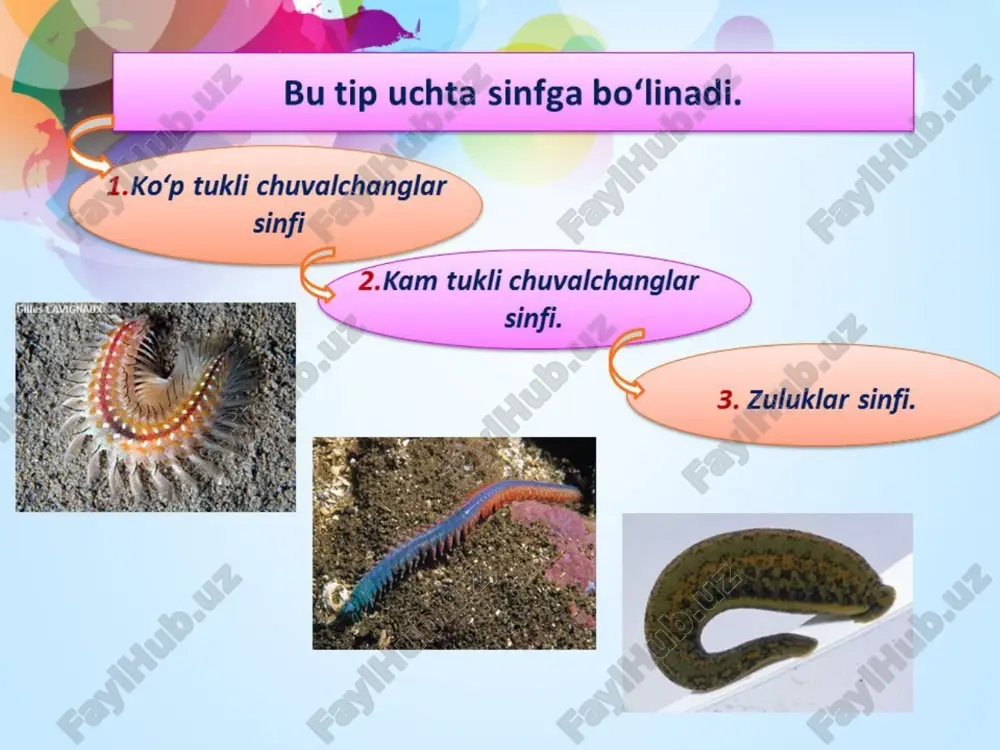 halqali chuvalchanglar - Page 4