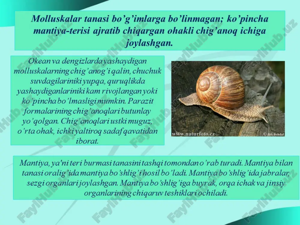 molyuskalar haqida - Page 4