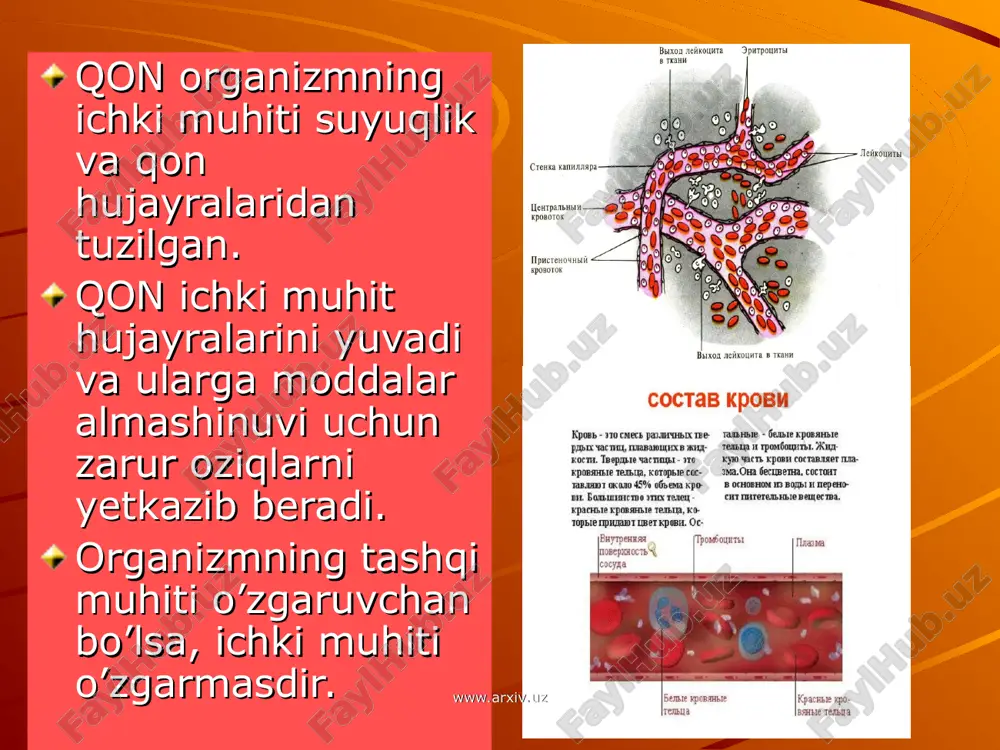 adi. qonning onkotik bosimi deb plazma oqsillari hosil qilgan osmotik bosimga aytiladi. www.arxiv.uz www.arxiv.uz qon guruhlari. www.arxiv.uz www.arxiv.uz qon tarkibida agglutinogen va agglutininlar uchrashish tartibiga ko’ra 4guruhga bo’linadi. 1 – yoki “0” guruppada eritrositlarda agglutinogenlar yo’q, plazmada α va β agglutinin bor. 2 – a guruhda aglutinogen a va plazmada agglutinin β bo’ladi. 3 – b guruhda agglutinogen b, plazmada agglutinin β bo’ladi. 4 – ab guruhda agglutinogen a va b bo’ladi, plazmasida esa agglutininlar bo’lmaydi. www.arxiv.uz www.arxiv.uz rezus faktor. 1940 – yil k.landshteyner va viner qon eritrositlarida agglutinogen a,b dan tashqari α β agglutininlar bo’lishini aniqlashdi.buni rezus omil rh deb atadilar. rezus faktor bor odamlar rezus musbat, yo’q bo’lganlar rezus manfiy deyiladi. dunyo bo’yicha 85% odam rezus musbat, 15% manfiy hisoblanadi. rezus faktor bo’yicha qonning to’g’ri kelmasligi homilada gemolitik anemiyaga sabab bo’ladi. homila nobud bo’ladi. www.arxiv.uz www.arxiv.uz rezus faktor musbat va manfiy ko’rinishi. www.arxiv.uz www.arxiv.uz qonning ivishi. bu murakkab …
