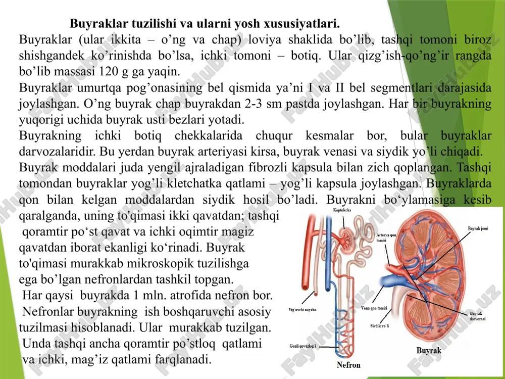 boshlanib, buyrakning po‘st qavatidan mag’iz qavatiga o‘tadi. buyrakning mag’iz qismida kalavasimon kanalcha to‘g‘rilanib, yuqoriga buriladi. bu burilish joyi genli qovuzlogi deb ataladi. so‘ngra u yana buyrakning po‘st qavatiga o‘tib ikkinchi tartib egri-bugri kalavasimon kanalchani hosil qiladi. u chiqaruvchi kanalga tutashadi. yig’uvchi buyrak naychalari birikib umumiy chiqaruv yo’lini hosil qiladi. bu yo’llar buyrakning mag’izli qatlam orqali piramidaning uchiga qarab o’tadi. har qaysi 2-3 buyrak piramidasi o’zining uchlari bilan qo’shilishib birgalikda so’rg’ichlar hosil qiladi. so’rg’ichlarda juda ko’plab teshikchalar bo’lib, ular bilan chiqaruvchi naychalar tamom bo’ladi va ular kosachaga ochiladi. kosachalar siydik chiqaruvchi yo’llarning boshlanishi hisoblanadi. kichik buyrak kosachalari, birbirlariga qo’shilib, 2-3 ta katta buyrak kosalarini hosil qiladi, ular ham o’z navbatida buyrak jomiga o’tadi. buyrak jomi –voronka shaklidagi nozik devorli puch holdagi bo’shliqdir. siydik buyrak jomidan siydik pufagi bilan tutashgan siydik yo’llariga tushadi. bitta nefrondagi kanalchalarning umumiy uzunligi 35-50 mm ni tashkil etadi. kalavasimon kanalchalarning uzunligi 120 km, atrofida bo’ladi. chiqaruvchi kanal …