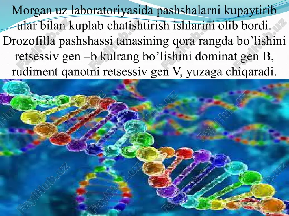 li xil hujayralarning embrional rivojlanish davrida tasodifan inaktivatsiya qilinadi. buning natijasida toshbaqasimon koʻrinishdagi aralash qora va jigarrang teri hosil boʻladi. jinsiy xromosomalar aneuploidiyasi aneuploidiya yoki xromosoma soni bilan bogʻliq kasalliklar odatda xromosomalarning notoʻgʻri ajralishi tufayli yuzaga keladi. bu holat hujayra boʻlinishi davomida gomologik xromosomalar yoki qiz xromatidalarning ajray olmasligi natijasida roʻy beradi. autosomal aneuploidiyaga ega individlar koʻp hollarda yashab qololmaydi. lekin x xromosomaning oʻlchami hamda x-inaktivatsiya holati tufayli x xromosoma aneuploidiyasi kamroq zararlidir. klaynfelter sindromida erkak bitta yoki bir nechta ortiq x xromosomali xxy genotipga ega boʻladi. (yoki juda kam hollarda xxxy yoki xxxxy kuzatilishi mumkin!). kasal erkak bepusht yoki ikkilamchi jinsiy belgilari kamroq rivojlanishi (tana va yuzdagi tuklar kamligi) mumkin. x-trisomiya sindromiga chalingan ayol xxx genotipga ega boʻladi. ushbu sindromi mavjud ayollar ayollik jinsiy belgilariga ega va ular koʻpayishi mumkin. terner sindromli ayollarda esa bir x xromosomasining bir qismi yoki umuman yoʻq boʻlishi mumkin. bunday odamlar ayol jinsli boʻladi, …
