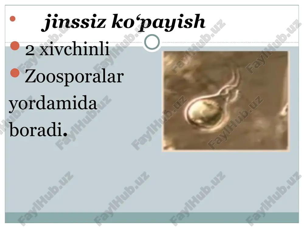 di jinsiy ko'payish zigogamiya yordamida ya'ni morfologik jixatdan bir xil qarama qarshi jinsli gametalar qo'shiladi. jinssiz ko'payish esa sporangisporalar yoki konidiyalar yordamida o'tadi mukoratsiya oilasi 2 ta avlodga bo‘linadi. 1-avlod – mukor – bu avlod zamburug‘larining sporangiyalari dumaloq, sariq, qo‘ng‘ir rangli bo‘ladi. bularning mitseliysi subistrat ichida o‘tadi, to‘siqsiz bo‘ladi. mitseliydan sporangiy bandlari tik ko‘tarilib chiqadi. masalan: avlod vakili musor mukedo zamburug‘i bu boshsimon mog‘orni hosil qiladi. 2-avlod – rhizopuys – bu avlod zamburug‘ining sporangiylari ham sharsimon shaklda bo‘lib, qora yoki qo‘ng‘ir rangli bo‘ladi. bularning mitseliysi substratga shoxlangan rizoidlar bilan yopishgan bo‘ladi. masalan: avlod vakili-r. nigrisans zamburug‘i bu qora yoki non pupanagini hosil qiladi. bu zamburug‘ ho‘l chirishni olib keladi bu oila ikkita avlodga bo‘linadi: 1-avlod – empuza – bu avlodga kirgan zamburug‘lar uy pashshalarini kasallantiradi, bularning konidiya bandlari bulavkasimon bo‘ladi. masalan: e.mussae – bu uy pashshasini paraziti. 2- avlod entomoftora bu avlodga kirgan zamburug‘lar to‘g‘ri qanotli va tanga qanotli pashshalarni …