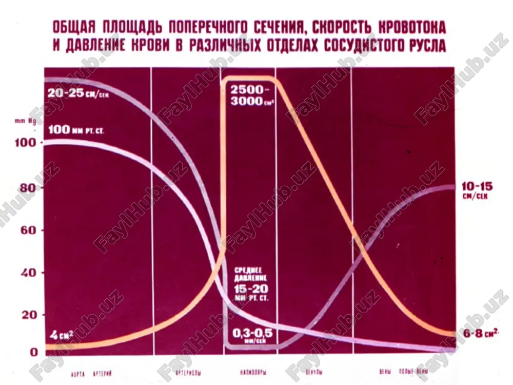 rdechnie faktori simpaticheskaya nervnaya regulyatsiya chastota sokrasheniy sokratimost nervnaya i konstriktsiya dilatatsiya gumoralnaya regulyatsiya a - retseptor b - retseptor mestnaya arterialnoe mok opss samoregulyatsiya davlenie no pochechniy kontrol gumoralnie regulyatori ob'ema krovi dilatatsiya konstriktsiya sistema renin-angiotenzin pressorniy natriurez prostaglandini angiotenzin-2 aldosteron kinini katexolamini vazopressin atriopeptid vazopressin atriopeptid p o ch k a renin angiotenzinogen angiotenzin-1 prevrashayushiy angiotenzin- ii ferment kora nadpochechnikov spazm sosudov aldosteron aktivatsiya zaderjka simpaticheskoy natriya i vodi nervnoy sis-mi prirost prirost pri rost otsk mok opss povishenie ad + pressornie natriurez i diurez arterialnoe davlenie videlenie n 2 o, nacl + vnekletochniy ob'em - + postuplenie n 2 o, nacl opss + + ob'em vnekletochnoy jidkosti vimivanie autoregulyatsiya metabolitov + otsk + + tsentralnoe mexanizm + + venoznoe franka - mok arterialnoe davlenie starlinga davlenie + pressorniy diurez arterialnoe videlenie davlenie n 2 o nacl + vnekletochniy ob'em - + postuplenie n 2 o nacl bol …