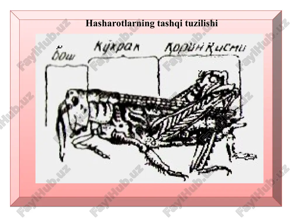 hasharotlar sinfi vakillari. - Page 4