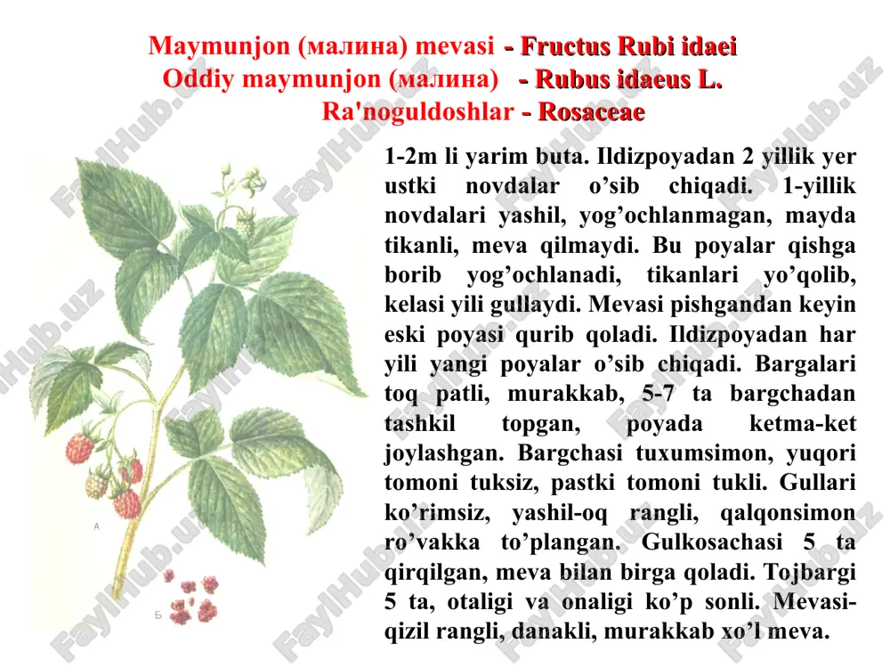 a kaliy tuzlari bo’ladi. ishlatilishi. ortosifon preparati siydik haydovchi vosita sifatida buyrak (buyrak toshi kasalligi) hamda xoletsistit va yurak glikozidlari bilan birgalikda yurak-qon tomiri sistemasining ii-iii darajali kasalliklarda ishlatiladi. dorivor preparatlari: damlama. tarkibida tioglikozidlar, sianoglikozidlar bo’lgan dorivor o’simlik va mahsulotlar tioglikozidlar deb, tarkibida oltingugurtli qandlar (tioglikoza) saqlagan organik moddalarga aytiladi. masalan, glyukoza molekulasida birinchi uglerod atomidagi gidroksil (oh) dagi kislorod atomi o’rnida oltingugurt atomi bo’lsa, bunday moddaga tioglyukoza deyiladi. tioglikozidlar lolaguldoshlar va karamdoshlar oilasiga mansub bo’lgan o’simliklarda uchraidi. tioglikozidlarga misol: l – tioglyukoza r – aglikon tioglikozidlarning fizik-kimyoviy xossalari s-glikozidlar kislotali sharoitda gidrolizga uchramaydigan mustahkam birikmalardir. ishqorlar bilan qayta ishlanganda gidrolizga uchrab oltingugurt saqlagan qandga va aglikonga parchalanadi. tioglikozidlar o’zlariga mos keladigan tioglikozidaza fermentlarning ta'sirida ham gidrolizga uchraydi. tioglikozidlarning aglikonlari murakkab tuzilishga ega bo’lib, parchalanganda oltingugurt saqlagan efir moylariga aylanadi. ishlatilishi tioglikozidlar achchiq bo’lib, organizmning shilliq qavatlariga va teriga qitiqlovchi ta'sir ko’rsatadi (terini qizdiradi yoki kuydiradi). oz miqdorda iste'mol qilinsa, …