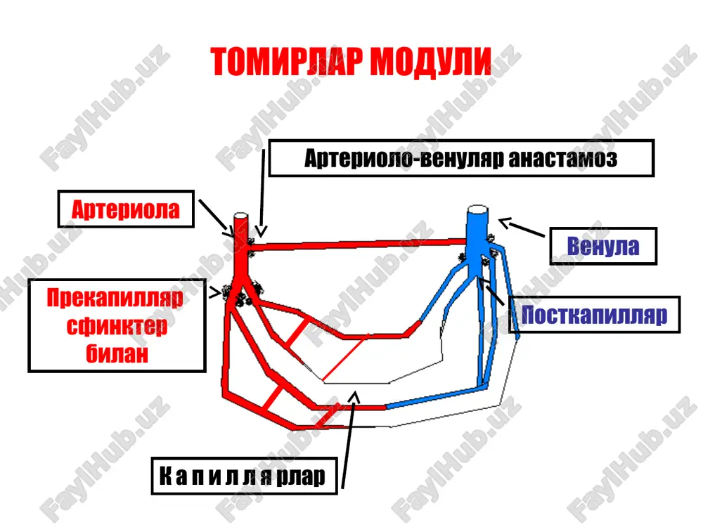 mikrosirkulyatsiya va qon tomirlar tonusini boshqarish - Page 4