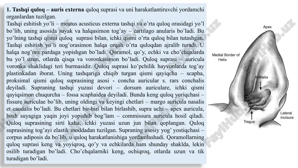 za) vazifasini bajaradi. quloq le sh yotkasini sekinlik bilan bo’shatib olishdan oldin uning orqa tomoniga ichak qisqichini o’tkazib qisib qo’yiladi, chunki jarohat lablarini tikish vaqtida qon oqish bo’lmaydi. quloq suprasining ikkinchi tomoni ham shu o’tkazilgan qoida bo’yicha amputasiya qilinadi. ikki tomondagi teri lablarini bir-biriga yaqinlashtirib tikish chog’ida quloq kemirchagi ignaga ilinmasligi kerak. tikish ishi tugallangach yara chetiga antiseptik malham surtiladi va quloq suprasini ensa oblastiga dokadan tayyorlab qo’ygan yostiqcha ustiga yaxshi o’rnatib bint bilan o’rab bog’lanadi. 3-4 kun o’tishi bilan bog’lam yechib olinadi, tekshirilgandan keyin quloq suprasini vaqt-vaqti bilan massaj qilib turiladi, chunki yara chandiqsiz bitishi kerak. yara qo’yilgan chok 7 kundan keyin olib tashlanadi. mashg’ulot № 1 5 itlarda quloq suprasini qisman kesish texnikasi. samarqand - 2022 dars maqsadi . talabalar quloq sohasining anatomotopografik tuzilishi, itlarda quloq suprasini qisman kesish texnikasini o’zlashtiradi. jihozlar, asbob-uskunalar. it, operatsiya uchun qo’llaniladigan asboblar, 3% yodning spirtdagi eritmasi, bog’lov va tikuv materiallari, 0,5% novokain …