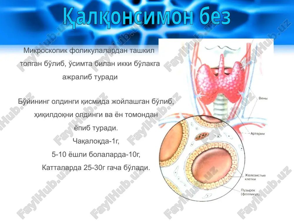 ponijennoy chuvstvitelnosti k etomu gormonu simptomi – povishenie soderjaniya saxara v krovi, poyavlenie saxara v moche, snijenie vesa, chrezmernaya jajda, oshushenie goloda, obilnoe mocheotdelenie. neredki impotentsiya i izmeneniya menstrualnogo tsikla. saxarniy diabet parnie organi ovalnoy formi raspolagayut v polosti malogo taza po bokam ot matki 1 – matka; 2 – matochnaya truba; 3 – yaichnik 1 2 3 mikroskopicheskoe stroenie yaichnika 16 - korkovoe veshestvo yaichnika 17 – mozgovoe veshestvo yaichnika 18 – pervichnie follikuli 19 - follikuli jenskie polovie jelezi – yaichnik narujniy – korkoviy (follikulyarniy) vnutrenniy – mozgovoy vremennaya jeleza esterogeni progesteron ne virabativaet norma povishennaya funktsiya ponijennaya funktsiya v o z d e y s t v i e n a o r g a n i z m formirovanie vtorichnix jenskix polovix priznakov: uvelichenie polovix organov, molochnix jelez, ovolosenie na lobke i v podmishechnix vpadinax razvitie po jenskomu tipu skeleta i mishts poyavlenie polovogo vlecheniya rannee …