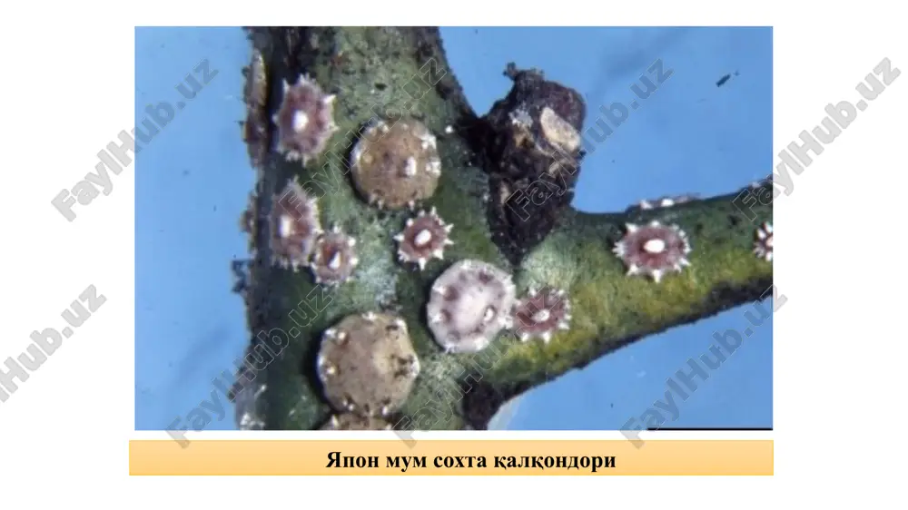 or. erkaklarida yaxshi bilinib turadi. urg'ochilarida esa kuchsiz. oyoqlari tangachalar va uzunchoq tukchalar bilan qoplangan. tuxumi ellipssimon tuzilishda. yangi qo'yilgan tuxumlar sariq rangda, keyinchalik qizil rangga kiradi. qurti tuxumdan chiqqanlari nimpushti rangda, boshi qora, belining oldingi qismi qoramtir-qo'ng'ir rangda. katta yoshdagi qurtlarning bel tomoni to'q yashil rangda, qorin qismi sarg'ish, oyoqlari jigar rangda. katta yoshdagi qurtning uzunligi 12 mm gacha. g'umbagi oxiriga qarab qisqargan, sarg'ish-jigar rangda, kremasterida oltita ingichka ilgakchalari bor. nok parvonasi: 1,2-imagosi; 3-tuxumi; 4-lichinkasi; 5-g'umbagi; 6-anal teshigi; 7,8,9 - zararlangan nok mevalari. 5. amerika oq kapalagi — hyphantria cunea drury. tur - amerika oq kapalagi — hyphantria cunea drury. oila – ayiqlilar - aretiidae turkum – tanga qanotlilar - lepidoptera voyaga etgan kapalaklar qanotlarini yozganda kattaligi 4-5 sm keladi. rangi oq, erkagining mo'ylovlari patsimon, urg'ochisining mo'ylovlari ipsimon bo'ladi. qo'ygan tuxumlari ko'pincha oq tuk bilan qoplangan bo'ladi. qurtning kattaligi 3,0-3,5 sm gacha orqasi bo'ylab 2 qator va yoni sariq …