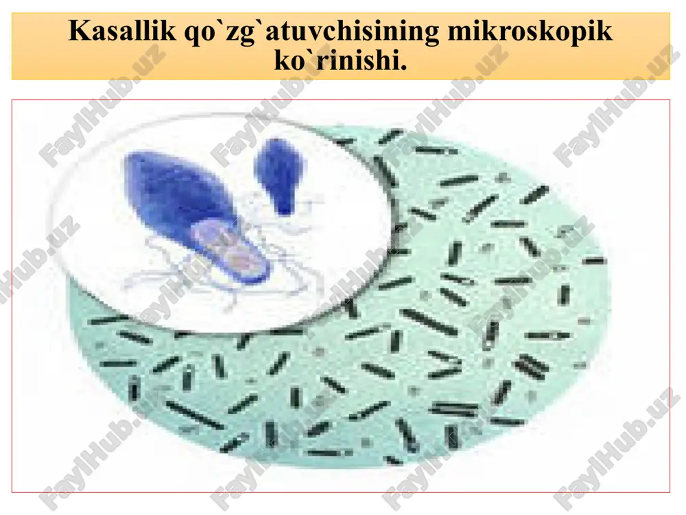bakrcha serologik tiplari maxsus immunologik xususiyatlarga ega bo’lib, ular neytralizasiya reaksiyasida aniqlanadi. immunitet botulizmda antitoksinlidir. moyil havonlarda botulizmga tabiiy immunitet hosil bo’lmaydi. kasallanib tuzalgan odamlarda, hayvonlarda ham immunitet paydo bo’lmaydi. maxsus anatoksin yuborib, sun’iy emlash yo’li bilan botulizmga mustahkam antitoksik immunitet hosil qilish mumkin. diagnozi. xarakterli klinik belgilari yoki anamnez va laboratoriya tekshiruvlari natijasiga asoslanib qo’yiladi. biopreparatlar. botulizmning maxsus oldini olish uchun anatoksinlar qo’llaniladi. hayvonlardan faqat norkalar emlanadi. oldini olish maqsadida norkalar botulizmga qarshi formol kvassli anatoksin vaksina bilan emlanadi. vaksina songa, mushaklar orasiga 1 ml. miqdorda yuboriladi. immunitet 2-3 haftadan keyin hosil bo’lib, bir yilgacha saqlanadi. botulizm kasalligining laboratoriya diagnostikasi qo’zg’atuvchi spora hosil qiluvchi anaerob - cl. botulinumning a, b, c, d, e, f tiplaridir. bu tiplar morfologik va kultural xususiyatlari jihatidan bir xil, lekin immunologik jihatdan farq qiladi: ularning har biri faqatgina o’xshash antitoksik zardoblar bilangina neytrallanadi. laboratoriyaga tekshirish uchun gumon qilingan oziqalardan namunalar (silos, don, kombikorm, go’sht …