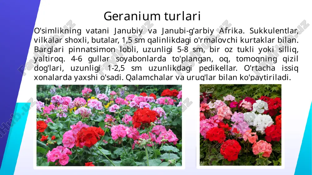 mlar faqat kerak bo'lganda ko'chiriladi (masalan: qozon siqilganda). tuproq. substrat neytral, engil, havo va suvni yaxshi o'tkazuvchan. kichik ko'mir qo'shilishi bilan sod, bargli tuproq, torf, gumus va qumning teng qismlaridan iborat bo'lishi mumkin. yaxshi drenaj kerak. ko'paytirish. pelargonium ko'pincha bahorda (fevral-mart) va yozda (iyul-avgust) 3-5 bargli apikal so'qmoqlar bilan tarqaladi. so'qmoqlar apikal va lateral kurtaklardan 3-4 tugun bilan kesiladi, kurtak ostida qiya qilib kesiladi. kesilgan so'qmoqlar bir necha soat davomida ozgina quritiladi, bo'laklar ko'mir kukuniga botiriladi (bir ezilgan heteroauksin tableti 100-150 g kukunga aralashtiriladi), so'ngra ularni idishning chetiga qo'yib, idish yoki piyola ichiga ekiladi. taom. yam-yashil buta hosil qilish uchun apikal kurtakni chimchilab qo'ying. ekilgan so'qmoqlar yaxshi yoritilgan joyga (to'g'ridan-to'g'ri quyosh nuri bo'lmagan) ta'sir qiladi va dastlab (ildizdan oldin) ular faqat püskürtme bilan ehtiyotkorlik bilan namlanadi. qalamchalar 2-3 hafta ichida ildiz otadi. ildizli so'qmoqlar tez gullashi uchun, kesilmasdan, bir vaqtning o'zida qozonlarga ekilgan. idish qanchalik kichik bo'lsa, gullash shunchalik ko'p …