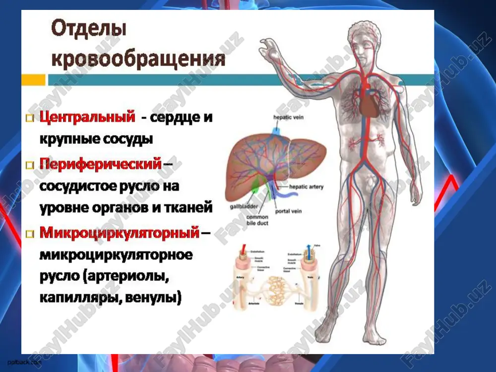 koviy uzel predserdno-jeludochkoviy puchok (puchok gisa) pravaya i levaya nojki volokna purkine provodyashaya sistema serdtsa sinusno-predserdniy uzel (sinusniy, uzel a.kisa - m.fleka- angl. uchenie) naxoditsya v stenke pravogo predserdiya mejdu otverstiyami verxney poloy veni i pravim ushkom. sostoit iz kletok - peysmekernix, sposobnix k samoproizvolnim sokrashenyam i otdayushim vetvi k miokardu predserdiy; -predserdno-jeludochkoviy uzel (uzel l.ashoffa nem. uch.– s.tavari yap. uch.) lejit v tolshe nijnego otdela mejpredserdnoy peregorodki vblizi mesta vpadeniya nijney poloy veni. kletki uzla peredayut vozbujdenie na predserdno-jeludochkoviy puchok i k rabochemu miokardu provodyashaya sistema serdtsa predserdno-jeludochkoviy puchok (puchok gisa nem. uch.) svyazivaet miokard predserdiy s miokardom jeludochkov, v mejjeludochkovoy peregorodke etot puchok delitsya na pravuyu i levuyu nojki, otdayushie vetochki k miokardu kajdogo jeludochka – volokna ya.purkine patologicheskie izmeneniya v provodyashey sisteme privodyat k narusheniyam ritma serdechnoy deyatelnosti. serdechniy tsikl 1 faza – sokrashenie predserdiy (sistola predserdiy) – dlitsya 0,1 sek 2 faza – sokrashenie jeludochkov (sistola …