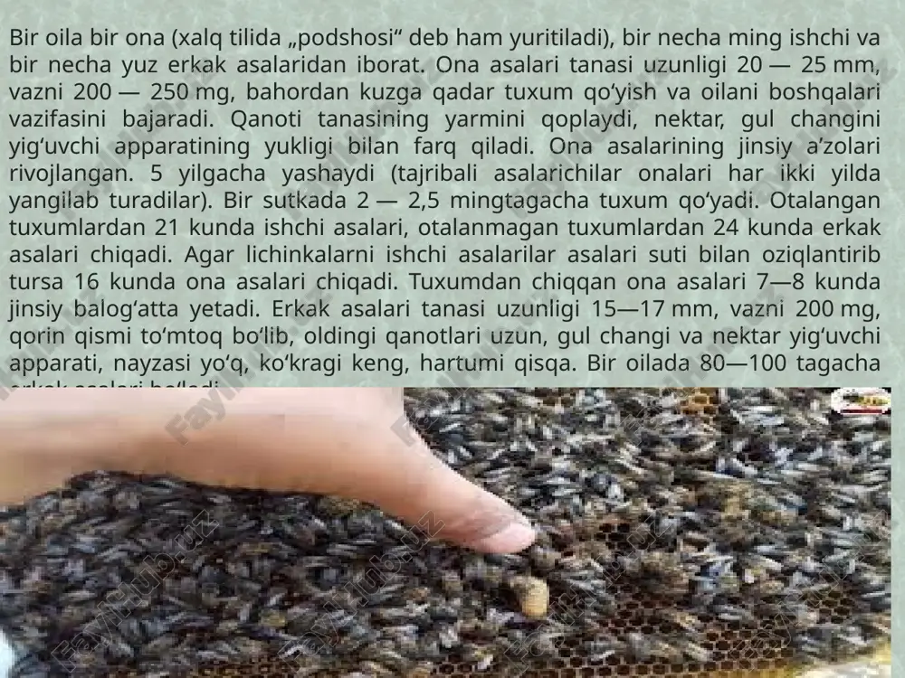 i oʻrtachalari kraina kulrang asalari zoti (asalari carnica) — yugoslaviya, avstriya togʻlarida keng tarqalgan. tashqi koʻrinishdan kavkaz togʻ-qoʻngʻir asalarisiga oʻxshaydi, mahsuldorligi oʻrtachalari oʻzbekiston chorvachilik ilmiy tadqiqot institutida asalarilar boʻyicha ilmiy tadqiqot ishlari olib borilad asalarining tashqi tuzulishi b itta ishchi asalari butun hayoti davomida bu ishlarni bir o‘zi bajara olmaydi . u faqat 30—35 kun yashaydi . xalqimizda asalarining mehnatsevarligi maqolga aylanganligi bejiz emas . u soatiga 60 kilometr tezlikda uchib , kuniga taxminan 7 ming gulga qo‘nadi . uning barcha a’zolari mevali daraxt va o‘simlik gullaridan nektar yig‘ishga moslashgan : orqa panjalaridagi maxsus tuklari va savatchalari yordamida gul changini yig‘adi va tashiydi , uzun xartumchasi va buqog‘ida gul changini asalga aylantiradi . www.arxiv.uz ishchi arilar – voyaga yetmagan urg‘ochilar . boshining yon tomonida ikkita murakkab ko‘zlari , ularning orasida uchta oddiy ko‘zchalar joylashgan . boshi oldingi tomonida joylashgan ikkita mo‘ylovi hid bilish organi hisoblanadi (51-rasm). arilar gulning hidi va …