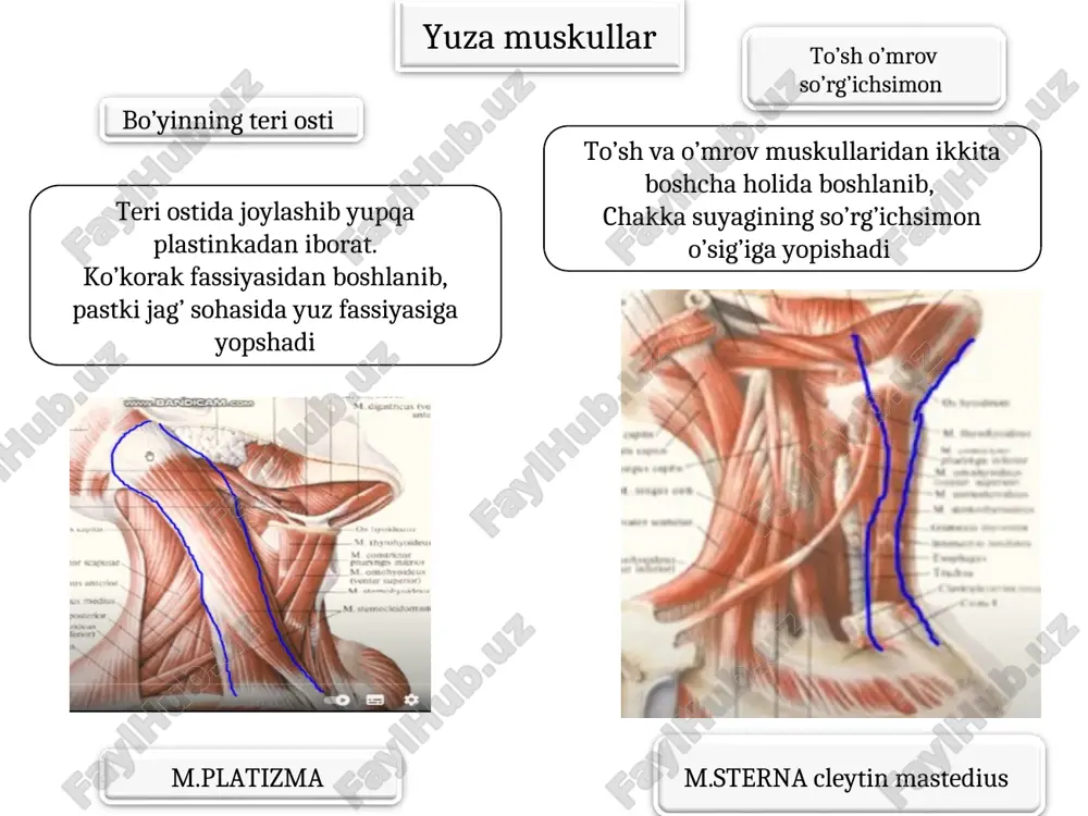 suyagining pastki qirg’og’idan yanoq ravog’idan boshlanib, pastki jag’ suyagining shu nomli g’adr budiriga yopishadi chakka suyagining pallasidan boshlanib, pastki jag’ suyagining tojsimon o’sig’iga yopishadi ponasimon suyak katta qanotining pastki yuzasidan va qanotsimon o’sig’idan boshlanib, pastki jag’ suyagining bo’g’im o’sig’i bo’yniga yopishadi qanotsimon o’siqning shu nomli chuqurchasidan boshlanib, pastki jag’ burchagining ichki yuzasiga yopishadi chakka muskuli, m.temporalis chaynov muskuli,m.masseter lateral muskul m.ptridious laterialis medial muskul m.ptridious medialis