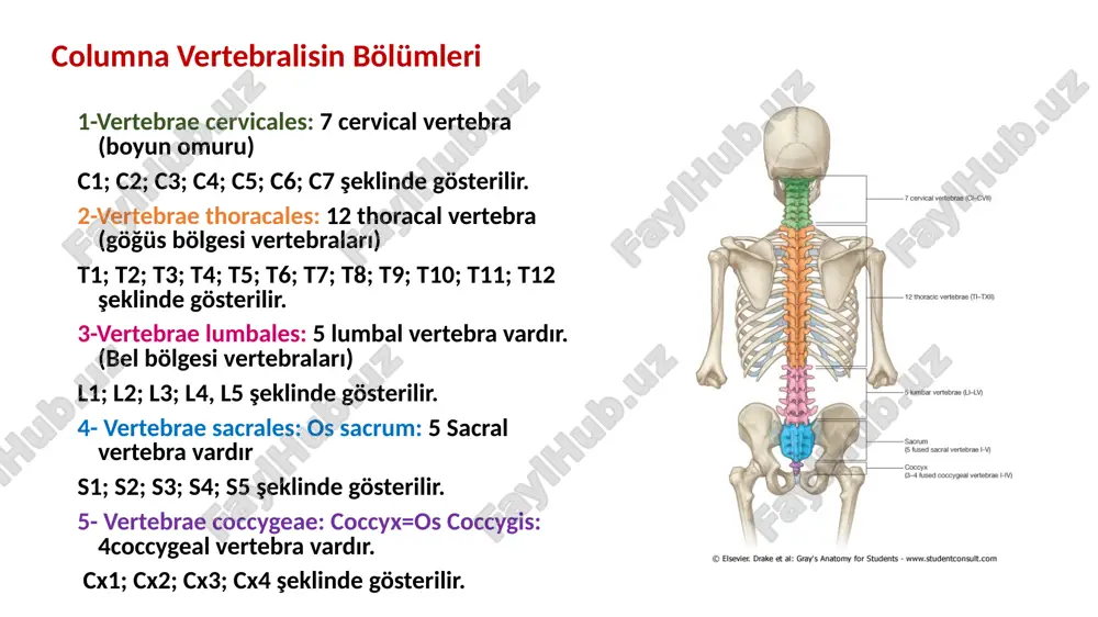 vea costalis processus transversii lumbal vertebralar bel bölgesine ait 5 vertebra bulunur. corpus’u en büyük. processus spinosusları kalın ve sağlam. lumbal vertebralarda: -processus mamillaris ve -processus accesorius denilen çıkıntılar bulunur. foramen vertebrale küçük ve üçgen şeklinde. sacral vertebralar os sacrum pelvisin arka tarafında, geniş ve üçgen şeklinde hayatın erken dönemlerinde ayrı olan fakat daha sonra yetişkinlerde birbirleri ile kaynaşan beş vertebradan meydana gelmiştir yukarıda beşinci lumbal vertebra ile eklem yapan bölümünü basis ossis sacri, aşağıda cocygis ile eklem yapan bölümüne ise apex ossis sacri denir. sacrum iki yan tarafında bulunan os coxae ile eklem yapar. sacrum’un iki yüzü vardır. 1-facies pelvina: öne ve aşağı bakan bu yüzey, düz ve konkav yapmaya sahiptir. 2-facies dorsalis: konveks ve pürtüklü bir yapıya sahiptir. vertebrae sacrales (sacrum) basis ossis sacri promontorium processus articularis superior pars lateralis facies auricularis facies pelvica linae transversae foramina sacralia anteriora foramina sacralia anteriora linae transversae promontorium alae ossis sacri …