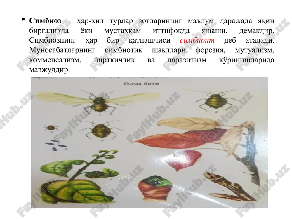 nalarda tur­licha bo'ladi. bahor oylarining quruq kelishi ham tuxum va ular lichinkalarining nobud bo'lishiga sabab bo'ladi. ovqat faktorining roli hasharotlarning turlari tarqalishida muhim ahamiyatga ega. ayniqsa monofaglar uchun masalan, bug'doy tripsi keng tarqalgan va u hamma g'allakor rayonlarda uchraydi. karam kapalagi qaerda karam ekilsa o'sha erda tarqaladi. ya'ni qishloq xo'jalik ekinlaridan qaysilari qanday arealda tarqalgan bo'lsa, ularning zararkunandalarini ham uchratish mumkin. fitofaglar (fito… va phagos — yeb qoʻyuvchi) — faqat oʻsimliklar bilan oziqlanadigan organizmlar. fitofaglar oʻsimlikning turli qismlari — unayotgan urugʻlar, ildiz, barg, poya, shoxlar, gul organlari va barglar bilan oziqlanadi. fitofaglarning ozuqaga nisbatan ixtisoslashuvi turlicha. haqiqiy fitofaglarga koʻpgina hasharotlar mansub boʻlib, ular orasida poli va oligofaglar bilan bir qatorda monofaglar ham bor. fitofagiya — ayniqsa, yuksak hasharotlar: moʻylovdor qoʻngʻizlar, bargxoʻrlar, uzuntumshuq qoʻngʻizlar, poʻstloqxoʻrlar oilasi, chigirtkasimonlar katta oilasi, toʻgʻriqanotlilar turkumi va boshqalarning vakillariga xos. koʻpgina fitofaglar ekinlarga katta zarar yetkazadi. entomofaglar (yun. — hasharot, — yeb qoʻyuvchi) — hasharotlar bilan …