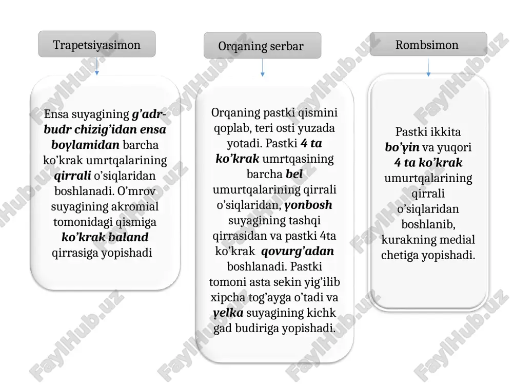 b qornning old qismiga borganda payga aylanadi va oq chizqni hosil qilishda qatnashadi, 5-6-7- qovurg;alarming tog’ay qismi ichki yuzasidan va to’sh suyagining hanjarsimon o’sig’idan boshlanib qov suyagiga kelib yopishadi, qov birlashmasidan boshlanib qorinning oq chizig’iga yopishadi qorinning tashqi qiyshiq muskuli qorinning ichki qiyshiq muskuli qorinning ko’ndalang muskuli qorinning to’g’ri muskuli piramidasimon muskuli qorinning tashqi qishq muskuli m.ablecus externus abdimus qorinning ichki qishq muskuli m.ablecus internus abdimus qorinning to’g’ri muskuli m.rectus abdimus qorinning ko’ndalang muskuli m.tranzerus abdimus yonbosh suyagining qirrasidan boshlanadi va bel umurtqalarining kondalang osiqlariga tepadan xii qovurg’aga yopishadi, yuza teri ostida yog’ qavatida joylashgan xususiy 3 varaqdan iborat, qorining tashqi, ichki, ko’ndalang muskulini o’rab turadi chuqr turlicha nomlanadi diafragmani o’rab turgan qism diafragma, ko’ndalang, yonbosh yuza. chuqr. xususiy farqlanadi belning kvadratsimon muskuli qorin devori fassiyalari ko’krakning hususiy muskullari autoxton qorin muskullari musculi abdominis diafragma-diaphragma linea alba-oq chizq myologia-mushaklar haqidagi bo’lim