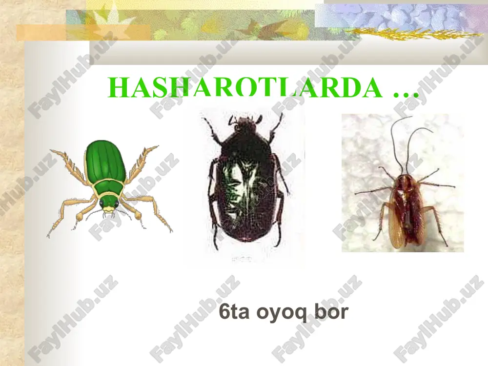 qanday hayvon turlari mavjud? - Page 4