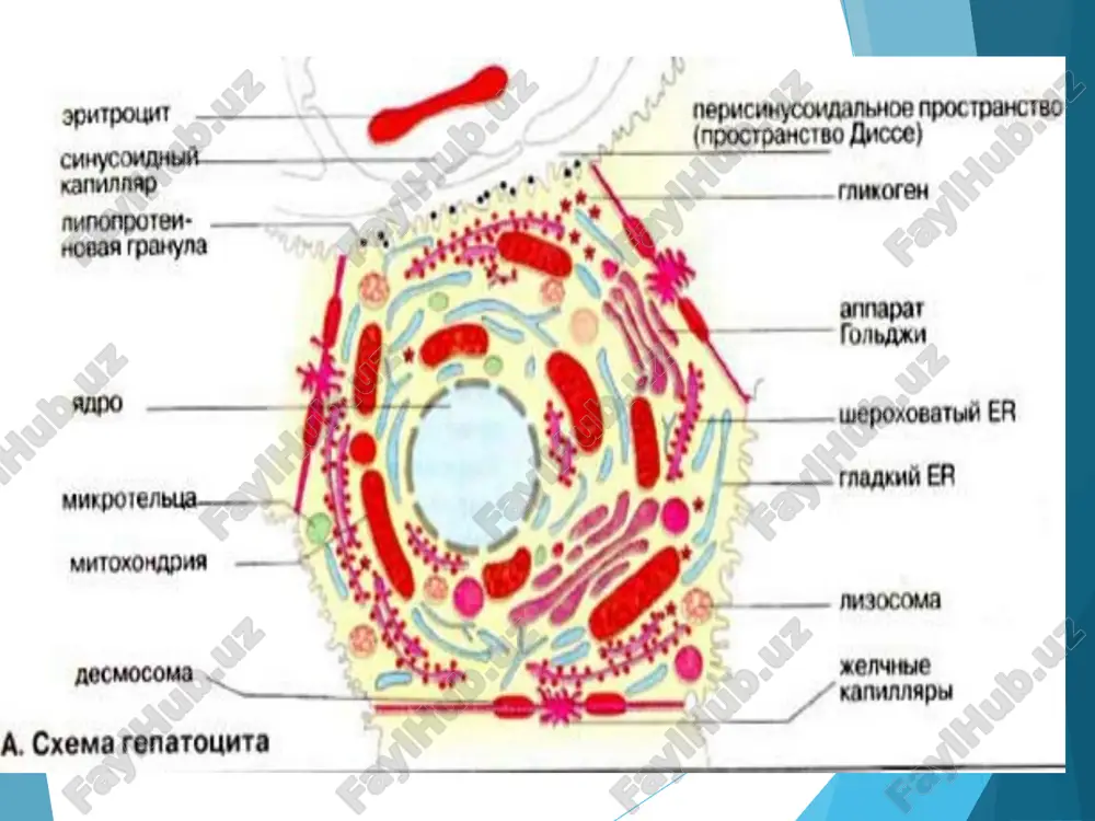 enilalaninemiya va gipertirozinemiya: bu hastalikda jigarda fenilalaningidroksilaza etishmasligi natijasida qonda fenilalanin, fenilsirka, fenilsut, fenilpirouzum kislotalarning miqdorini oshib ketadi. bola tug'ilganidan 2-4 oydan sung aytib o'tilgan fermentlar ishlab chiqariladi va natijada tirozin va fenilalanin aminokislotalarining miqdori me'yoriga keladi. aks holda bu metabolitlar miyani zaharlanishiga olib kelishi mumkin 2. gipoproteinemiya – qon zardobi oqsillari sintezining susayishi hisobiga kelib chiqadi. bu holatda bolalar organizmida, qondagi oqsilning miqdori 50 g/l gacha, albuminlar miqdori esa – 30 g/l gacha pasayadi. bola 2-3 yoshga etganda normal holatga qaytishi mumkin. 3. gipoprotrombinemiya yoki bolalarning gemorragik kasalligi ham deyiladi. protrombin oqsilining etarli sintezlanmasligidan kelib chiqib uning miqdori bola 3-4 oylikka etganda normallashdi. albuminlar – umumiy oqsil miqdorining 55-60% ni tashkil qiladi. gistidinemiya. jigar gistidin aminokislotasi almashinuvidagi asosiy a'zo bo'lib, gistidin – ammiak – liaza fermentini tutadi. bu fermentning etishmasligi gistidinni urokanin kislotasiga aylanishini to'xtatib, qonda gistidin aminokislotasining miqdorini 10 mg%gacha oshishiga olib keladi. giperammoniemiya – jigarda siydikchil sintezida …