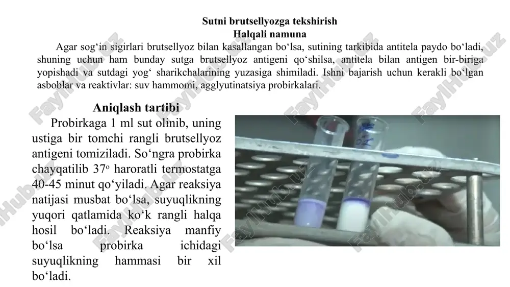 brutsellyoz kasalligi - Page 4