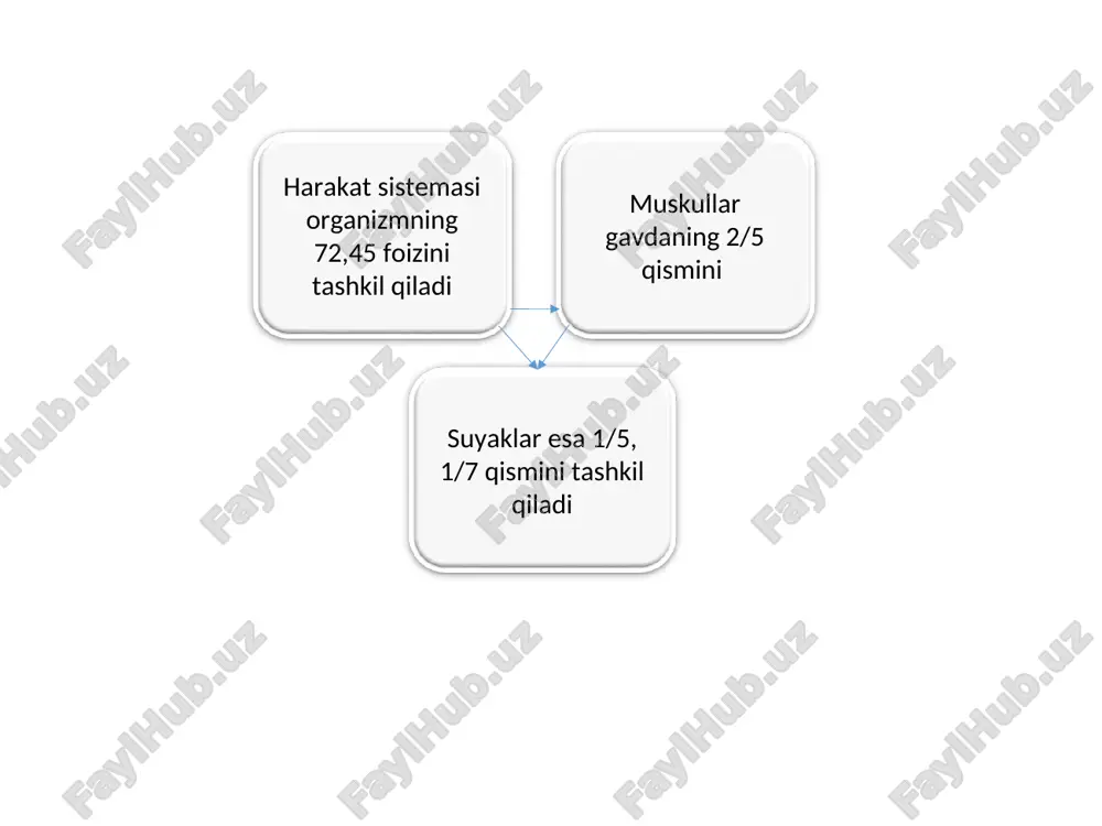 muskullar haqida umumiy ma’lumotlar - Page 4