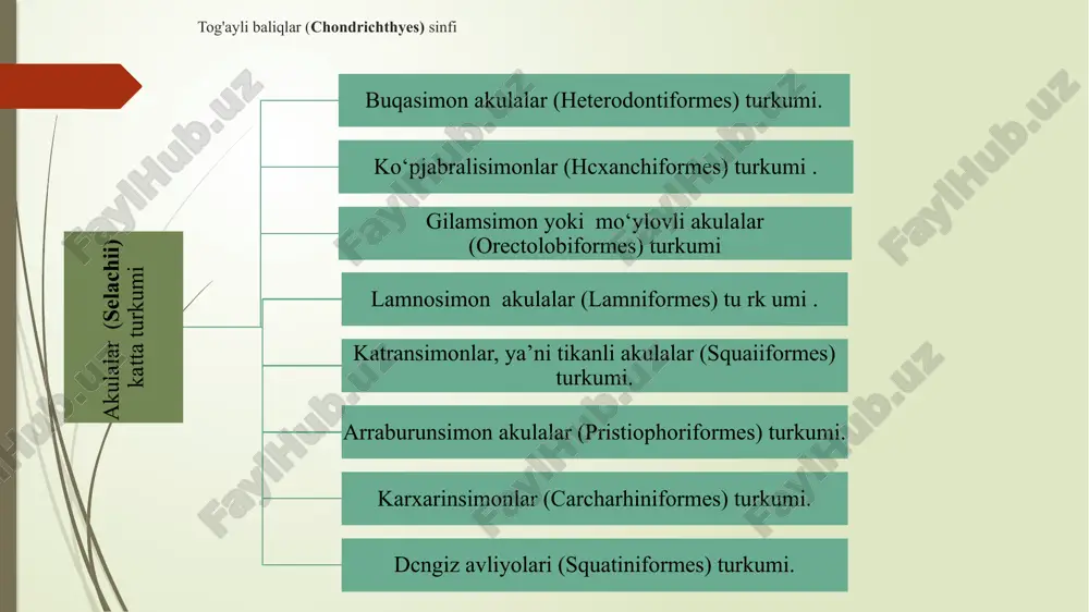 s tema s in in g reflektor faoliyatini boshqarish markazidir. akulaning siydik-tanosil sxemasi a - erkak akulaning siydik-tanosil sistemasi sxemasi: buyrak: 2 - siydik yo'li; 3 - siydik-tanosil 1-so'rg'ichi; 4-chap urug‘don (o’ng urug'don ko'rsatilmagan); 5 - urug' chiqaruvchi kanallar; 6 - urug‘ yo'li; 7 -urug‘ pufagi; 8- qizilo'ngach; 9 - jigar 10. qorin juft suzgichining kopulyativ o ‘sig‘i; 11- kloaka bo'shlig’i. b- urg'ochi akulaning siydik-tanosil sistemasi sxemasi: i - buyrak: 2 - siydik yo'li; 3 - siydik-tanosil so'rg'ichi; 4 - chap tuxumdon (o'ng tuxumdon ko'rsatilmagan); 5 - tuxum yo'li; 6 - har ikki tuxum yo‘li uchun umumiy voronka; 7 - qobig' bezi; 8 - bachadon; 9 - tuxum yo'li teshigi; 10 - qizilo'ngach; ii — jigar; 12 - kloaka bo'shlig'i. shu'laqanotlilar (actinopterygii) kenja sinfi kurakqanotlilar (sarkopterygii) kenja sinfi suyakli baliklar ganoidlar (ganoidomorpha) katta turkumi osyotrsimonlar yoki baqrasimonlar (acipenseriformes) turkumi suyakdor baliqlar (teleostei) katta turkumiga ko‘pqanotlisimonlilar (polypteriformes) turkumi amiyasimonlar (amiiformes) turkumi; …