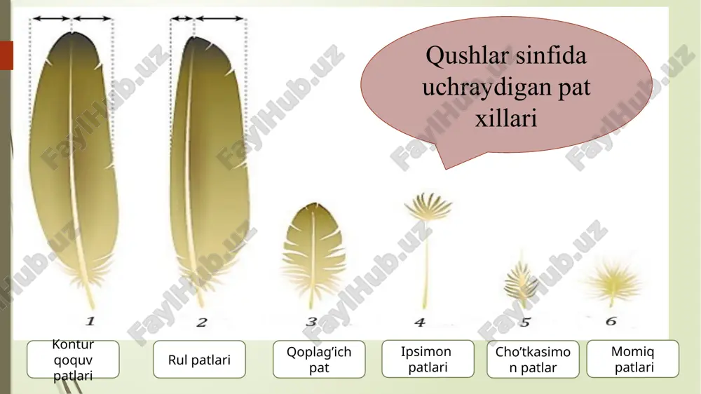 phenisciformes) va tipik qushlar (neognathae) yoki ko'kraktojlilar (carinatae) katta turkumlari kiradi. ko’kraktojsizlar yoki tuyaqushlar (ratitae) katta turkumi afrika tuyaqushlari (struthionifores) turkumi. bu turkumnini hozirgi zamonda yashayotgan yagona. afrika tuyaqushi (struthiocamelus) turi uchraydi. vovaga yetgan tuyaqushning bo'yi 270 snv og'irligi 50-90 kg ga boradi. nandusimonlar yoki amerika tuyaqushlari (rheiformes) turkumi ular urchish davrida 5-7 ta urg'ochisi 1 ta erkagi bilan birga gala bo'lib yashaydi. urg'ochilari tuxumlarini umumiyi uyaga qo'yadi. 1 ta uyada 15 tadan 40 tagacha tuxum bo ladi. tuxumlarining og'irligi 700 g atrofida bo’ladi. tinamular, v a 'ni yashirindumlilar (timamiformes) turkumi tinamular janubiy va m. amerika o'rmonlarda butazorlarda yashaydi. yaxshi uchaolmaydi, qanoti sust rivojlangan kalta va keng. dumi juda kalta. patlari orasiga yashiritgan. oyoqlari baquvvat. tinamular turkumiga i ta oila. 9 ta urug’ 42-47 ta tur kiradi. kazuarsimonlar (casuariifonnes) turkumia kazuar urug'iga 3 ta tur kiradi. ular yangi gvineyada va avstralivaning shimoli-sharqij qismidagi o'rmonlarda tarqalgan. kivilar yoki qanotsizlar (apterygiformes) turkumi …