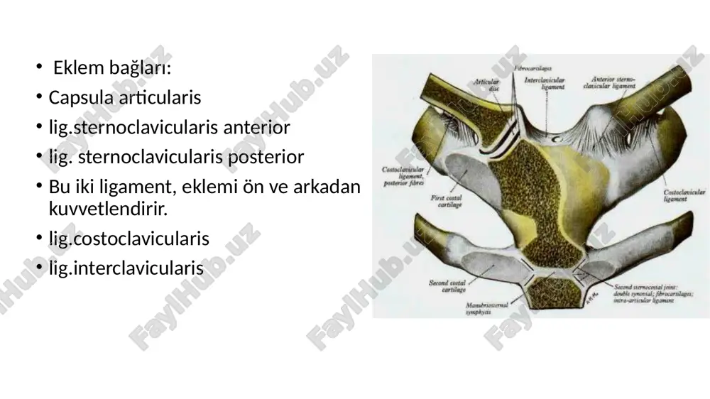 llaterale ulnare: humerus epicondylus med’ten; ulna proc. coronoideus’a eklemi sağlamlaştıran en önemli ligamenttir lig. collaterale radiale: humerus’tan(epicondylus lat.) radius’a(lig. anulare radii) lig. anulare radii: ulna’da incisura radialisin ön ve arka kenarına tutunur radiusun başını tespit eder osteofiröz bir halka oluşur pronasyon-supinasyon esnasında radius bu bant içinde döner lig. quadratum: radius ile ulna arasında chorda obliqua: tuberositas radii’den tuberositas ulnae’ya uzanır membrana interossea antebrachi: radius ile ulna arasında, kemikleri birarada tutar kuvvet aktarımı sağlar üst kısımda kalan açıklıktan a,v interossea post geçer a,v,n interossea ant, mb’nın ön yüzünde ilerler hareketleri: bu eklemin hareketini humeroulnar eklem belirler, radius ta ulna ile hareket eder: transvers eksen etrafında, sagittal düzlemde flexion/extensiyon yapar ext: 180 d fleksiyon, caput radii’nin fossa radialis’e dayanması, ekstansiyon, olecranon’un soffa olecrani’ye dayanması ile sınırlanır. ayrıca radioulnar eklem, distal radioulnar eklem ile birlikte hareket ederek, rotasyon hareketini yapar, el de bu harekete katılır. anatomik pozisyonda, avuç içleri öne bakar, radius ile …