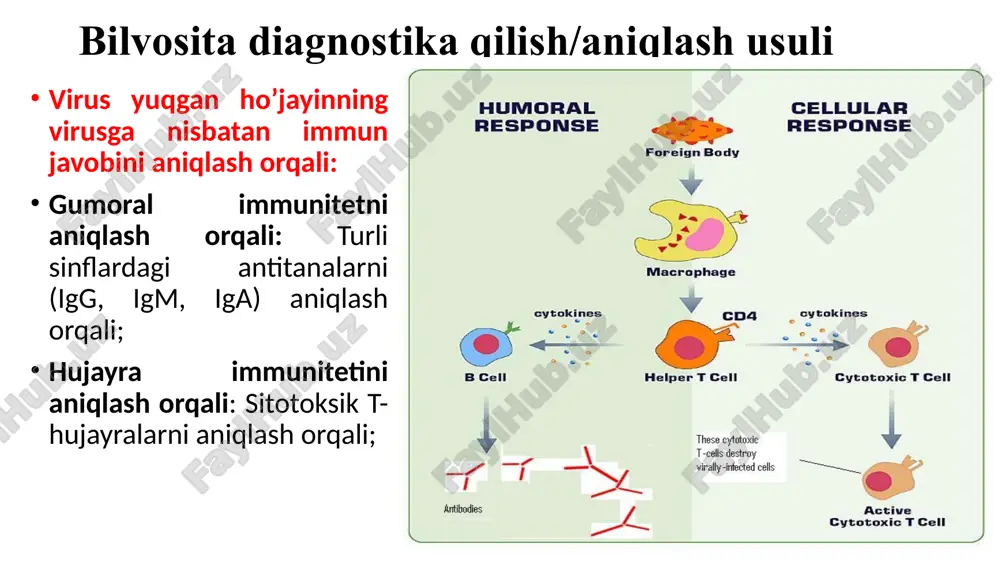 urtiladi, aralashma 24 soat davomida inkubatsiya qilinadi. tu ning takomillashgan varianti tu ning ammoniy sulfat usuli tu ning mikropritsipitatsiyasi pretsipitatsiya reaktsiyalari antitana-antigen komplekslari ekvivalentda cho'kadi; qo’llanilishi: aniqlash (ko’rinadigan pretsipitatsiya); miqdorni aniqlash; suyultirish; diffuziya; images from http://pathmicro.med.sc.edu/mayer/ 18 “prozone” diffuziyaga asoslangan usullar immunodiffuziyaga asoslangan usullar agar-agar gelda ag va at ning diffuziyalanishini va bir-biri bilan uchrashishi natijdasida koʼzga koʼrinadigan pritsipitat hosil qilishiga asoslangan. ularning quyidagi turlari mavjud. radial immunodiffuziya ikkiyoqlama immunodiffuziya immunoelektroforez radial immunodiffuziya radial immunodiffuziya (rid) usulida agar-agar gelda at solinib shimdiriladi va gelda tayyorlangan chuqurchaga (ag) virus qo‘yiladi. ag radial yo‘nalishida tarqaladi va chuqurcha atrofida ag bilan uchrashib pritsipitat hosil qiladi. rid kxv ni va uning d-oqsilini 1 mkg/ml gacha aniqlay oladi. bu usulni birinchi bo‘lib uxterloni, keyinchalik uni mikromodifikatsiyasini zilber va abelevlar ishlab chiqishgan. ikkiyoqlama immunodiffuziya ikkiyoqlama immunodiffuziya: agaroz gelida chuqurcha teshiladi; antitana va antigen alohida chuqurchalarga joylashtiriladi; agar antitana antigenni tanisa, cho'kma hosil bo'ladi; ikkiyoqlama immunodiffuziya (iid) …
