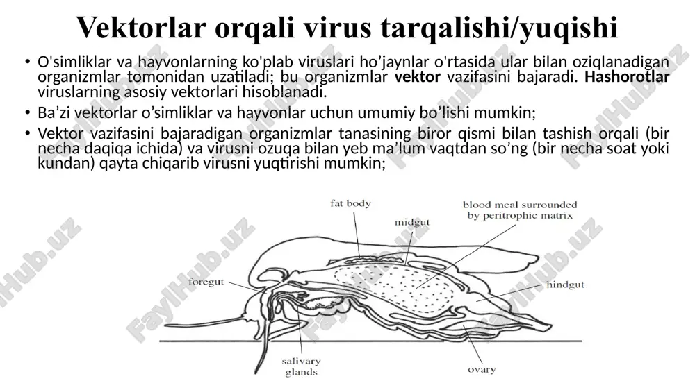 i virion atrofida egilishiga majbur qiladi; ba'zi viruslar, masalan, sv40, plazma membranasining kaveolin bilan qoplangan hududlarida endotsitozlnadi; tashqi qavat bilan o’ralmagan viruslarning hujayraga kirishi hayvon viruslarining hujayralarga kirishi tashqi qavat bilan o’ralgan viruslarning hujayraga kirishi viruslarning hujayra ichidagi transport hujayraga kirgandan so'ng virus yoki uning genomi yadro kabi ma'lum bir joyga etkazilishi kerak bo'lishi mumkin. ba'zi viruslar hujayraning transport tizimlaridan biri, masalan, mikronaychalar yordamida kerakli joyga yetkaziladi; ko’pchilik rnk saqlovchi viruslar replikatsiyani aynan sitoplazmada amalga oshiradi va ularga yadro ichi fermentlari kerak bo’lmaydi; ba'zi dnk viruslari, masalan, iridoviruslar va poksviruslar eukaryot hujayralar sitoplazmasida ko'payadi, lekin ko'pchilik dnk viruslari yadroda ko'payadi. ushbu viruslar (gripp viruslari) uchun virus genomini yadro ichiga o'tkazish kerak. ushbu viruslarning ba'zilarining strukturaviy oqsillari ularning mikronaychalarga biriktirilishiga imkon beruvchi ketma-ketlikka ega. mikronaychalar diametri 25 nm boʻlgan ichi boʻsh silindrlar boʻlib, a- va b-tubulin oqsillaridan tashkil topgan. dvigatel oqsillari deb nomlanuvchi oqsillar o'zlarini va har qanday yukni mikronaychalar bo'ylab …