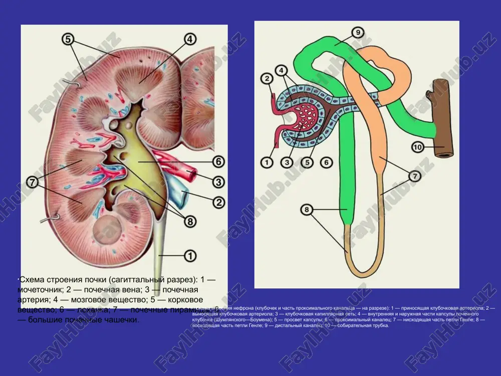 ida ugleroda obrazuetsya ugolnaya kislota, kotoraya dissotsiiruet na n+ i hcoj. n20 + s02 ->n2s03 -> n+ + ns03~. sposobnost pochek sekretirovat v mochu n+ i reabsorbirovat nso3 napravlena na podderjanie kislotno-osnovnogo ravnovesiya. ingibitori karboangidrazi narushayut eti protsessi. ingibitori karboangidrazi: diakarb atsetazolamid (diakarb) yavlyaetsya ingibitorom ka-zi, a po ximicheskoy strukture otnositsya k sulfanilamidam. sulfanilamidnoy gruppoy atsetazolamid svyazivaetsya s atomami tsinka, kotorie vxodyat v aktivniy tsentr ka-zi. eto privodit k blokade fermenta, a znachit umensheniyu produktsii atomov vodoroda, kotoriy neobxodim dlya obmena s ionami natriya. natriy ostaetsya v prosvete kanaltsev i vivoditsya iz organizma, proisxodit povishenie diureza. ingibirovanie aktivnosti ka-zi podavlyaet reabsorbtsiyu bikarbonatov v proksimalnom kanaltse, oni vivodyatsya iz organizma v znachitelnom kolichestve, mocha priobretaet virajenniy shelochnoy xarakter, a v krovi razvivaetsya atsidoz. diakarb (atsetozolamid, fonurit, diamoks), proizvodnoe sulfanilovoy kisloti — 2-atsetilamino-1,3,4-tiadiazol-5-sulfamid. farmakokinetika. xorosho vsasivaetsya v pishevaritelnom kanale. cherez 1,5—2 ch nakaplivaetsya v korkovom veshestve pochek v kontsentratsii, kotoraya previshaet ee …