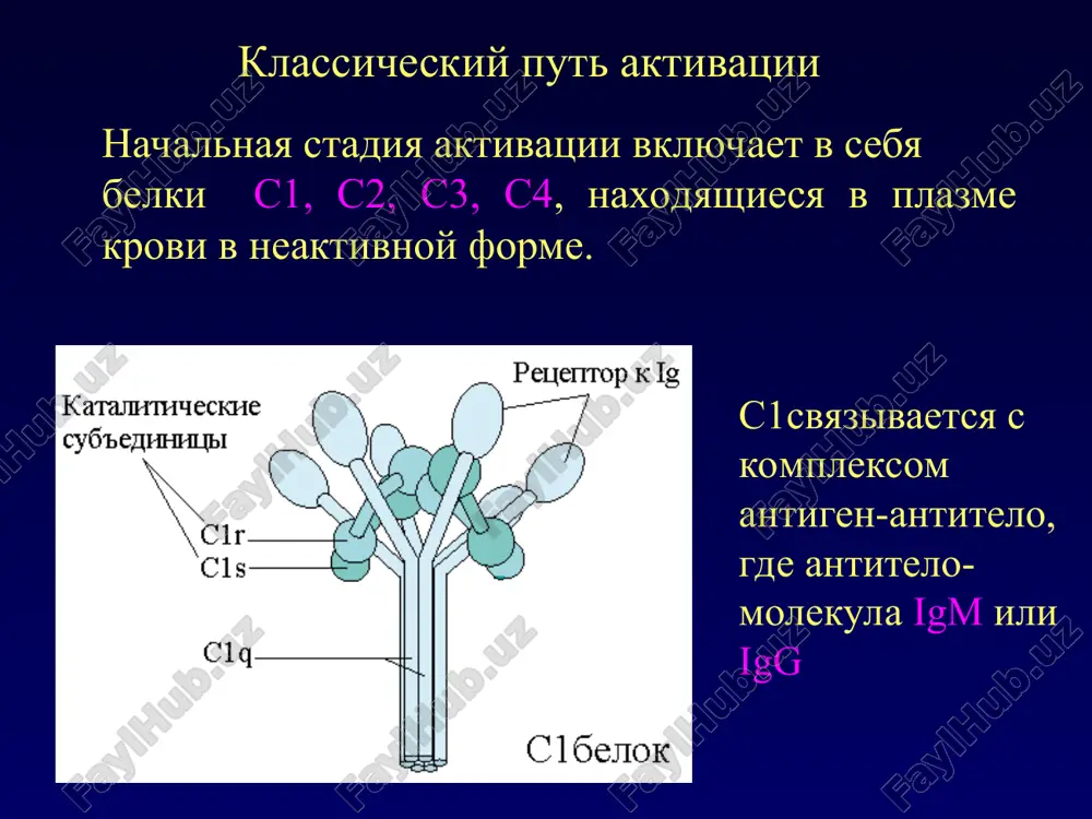 sistema komplementa i ee funktsii - Page 4