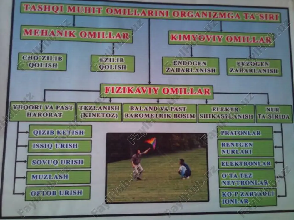 lari bosh aylanishi xarakat koordinatsiyasini buzilishi bel va buiyn muskullarini tonusini assimetriyasi tanani bir tomonga kiyshayishi nistagm kungil aynishi, kayt kilish, brodikardiya, ter ajralishini, kuchayishi, kon bosimini pasayishi past atmosfera bosimini organizmga ta'siri. past atmosfera bosim ta'siriga tog'ga kutarilganda, (alpinistlar, skalalazlar) samolyotda uchganda uchraydi. bu paytda buladigan patologik uzgarishlarga asosiy sabab – nafas olayotgan xavodagi kislorodni partsial bosimini past bulishi va atmosfera bosimni pasayishi xisobiga ruy beradi. atmosfera bosimini uzgarishi (pasayishi) natijasida ruy beradigan kompleks uzgarishlarga dekompressiya sindromi deb yuritiladi. yukori balandlikka kutarilganda utkir kislorod etishmasligi natijasida kelib chikadigan patologik xolatga balandlik kasalligi deyiladi. balandlik kasalligini asosiy belgilariga: -tomir urishni tezlanishi; -nafas ritmini tinch xolatda xam tez bulishi; -ab kutarilishi; -fizik yuklama paytida xansirash kuchayishi; -kungil aynishi, ko'rish funktsiyasi va xarakat koordinatsiyasini buzilishi; -konning o2ni boglab olish kobiliyatini uta pasayishi. dekompressiya simptom-larini kelib chikishiga asosiy sabab – tukimalardan erigan gazlarni pufakcha shakliga utishi bulib, bu pufakchalar organizm buylab, tarkalib tomirlarda …