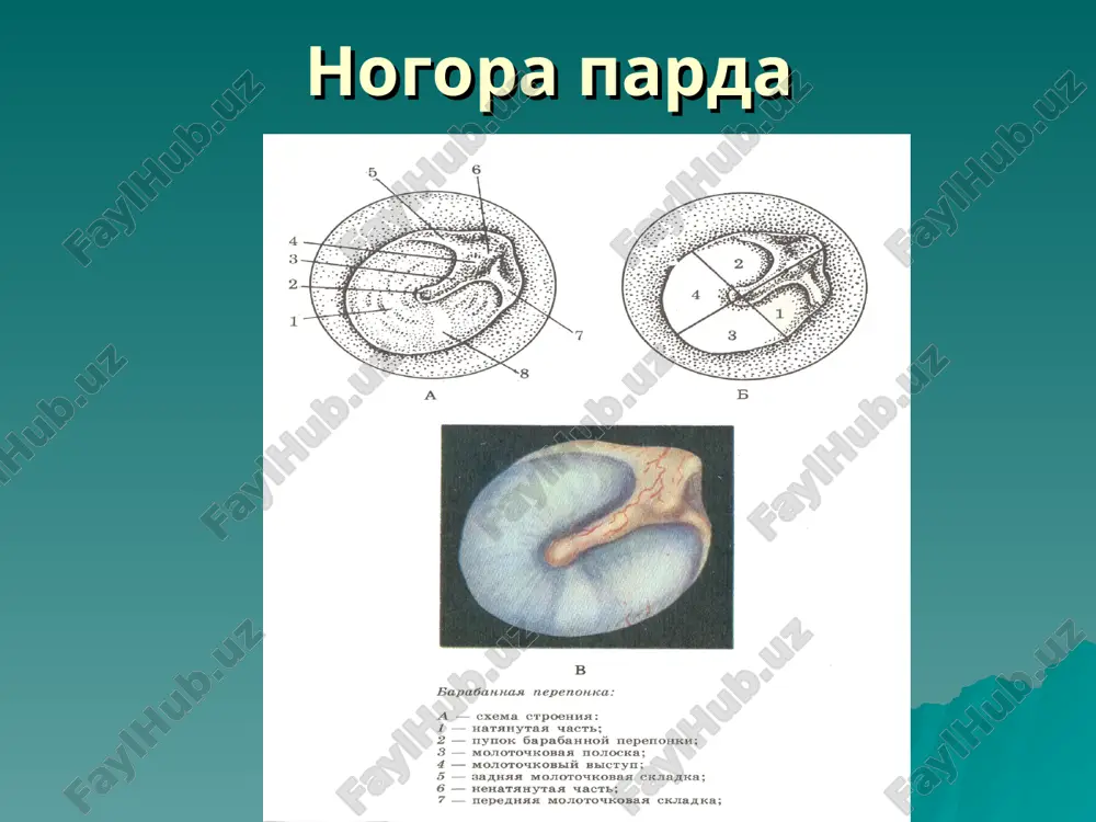 ti endolimfaning ampuladan (ampulofugal) xarakatiga karaganda gorizontal yarim doira kanallarini kuchli kuzgatuvchisi deb xisoblanadi. vertikal kanallar uchun bu konun karama-karshi. voyachek konunlari nistagm tekisligi doimo aylanish tekisligiga mos tushadi. nistagm doimo endolimfaning xarakatlanishiga karama karshi. nistagm – bu kuz olmasini ritmik tebranishi bulib sekin va tez komponentdan iborat. nistagma yunalishi tez komponent buyicha aniklanadi. vestibulyar analizatorning kuz mushaklari va kul bilan boglikligi. kul xarakati endolimfa xarakati bilan mos tushadi, nistagm esa karama karshi tomonda kuzatiladi. endolimfaning ampula oxiriga siljishi sxemasi: a — aylanganda: 1 — aylanish boshlanishida nistagm chapga; 2 — keyingi aylanishda nistagm kuzatilmaydi; 3 — aylanish tuxtatilganda — nistagm unga; b — temperatura ta'siri boglikligi (kalorik proba) — suv kuyilganda: 1 — sovuk; 2 — issik. nistagm kuzgatuvchi ta'siriga karab spontan (endogen), kalorik, aylanma, aylanishdan keyingi, pressor nistagmlar farklanadi. nistagm yunalishi :, unga, chapga, yukoriga, pastga. gorizontal-tekislikda, vertikal, rotator nistagmlar farklanadi. * nistagm nistagm kuchi – i, ii, …