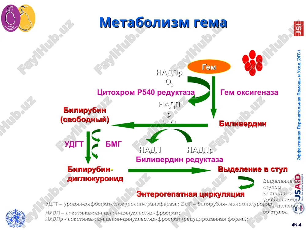 etliy stul ili temnaya mocha * 4n-* grafik 1. pokazaniya k fototerapii u donoshennix novorojdennix [c] * 4n-* grafik 2. pokazaniya k fototerapii u nedonoshennix novorojdennix ili u novorojdennix s priznakami gemoliza [c] * 4n-* pokazaniya dlya zamennogo perelivaniya krovi v sluchae neeffektivnosti fototerapii v sluchae razvitii kliniki ostroy bilirubinovoy entsefalopatii nezavisimo ot urovnya bilirubina [d] v sluchae narastaniya urovnya obshego bilirubina sivorotki krovi do kriticheskix tsifr na grafikax 1 i 2 * 4n-* pokazaniya k zamennomu perelivaniyu krovi u donoshennix novorojdennix/>35 ned 4n-* 4n-* posledstviya yadernoy jeltuxi distoniya i atetoz glazodvigatelnie narusheniya narusheniya sluxa (sensoro-nevralnaya gluxota) umerenniy intellektualniy defitsit displaziya zubnoy emali 4n-* yadernaya jeltuxa 4n-* grafik 1. pokazaniya k fototerapii i zamennomu perelivaniyu krovi u donoshennix novorojdennix [c] * 4n-* grafik 2. pokazaniya k fototerapii i zamennomu perelivaniyu krovi u nedonoshennix novorojdennix ili u novorojdennix s priznakami gemoliza [c] * 4n-* trebovaniya k zamennomu perelivaniyu krovi kriteriy napravleniya …
