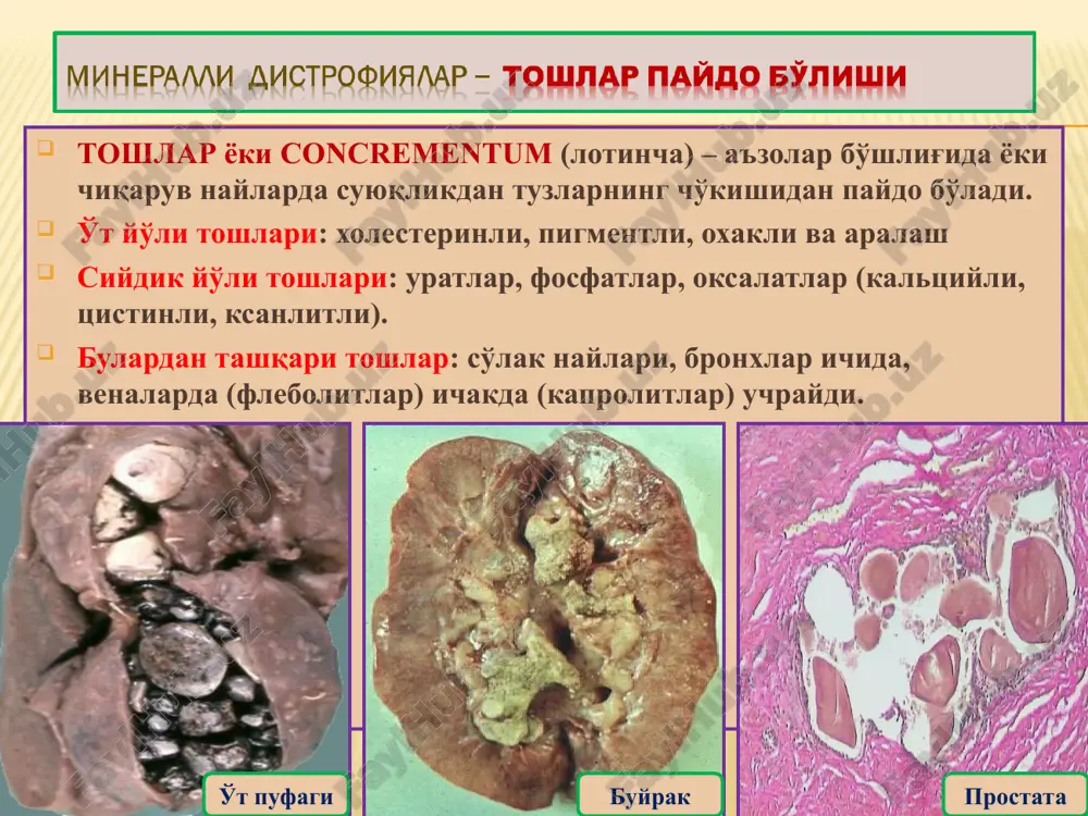 patologik anatomiya - Page 4