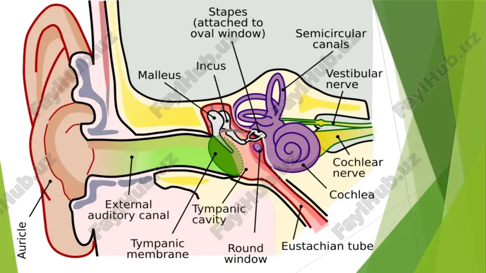 a xulosa qilib aytganda, sensor deprivatsiyasi inson psixologiyasida muhim o‘rin tutadigan, chuqur o‘rganishni talab qiladigan hodisa hisoblanadi. sezgi stimullarining cheklanishi qisqa muddatda ijobiy ta’sirlar — dam olish, diqqatni jamlash yoki ongni chuqurlashtirish kabi natijalarni bersa-da, uzoq muddatli sensor deprivatsiya inson ruhiy holatiga salbiy ta’sir ko‘rsatishi mumkin. bu holat depressiya, xavotir, gallyutsinatsiyalar va kognitiv buzilishlarga olib keladi. sensor deprivatsiya bo‘yicha o‘tkazilgan ilmiy tadqiqotlar bu holatning idrok, xotira, diqqat va boshqa psixik jarayonlarga bo‘lgan ta’sirini ochib bermoqda. shu sababli, bu mavzuni chuqur o‘rganish, ayniqsa psixologiya, tibbiyot, ta’lim va harbiy sohalarda katta amaliy ahamiyat kasb etadi. sensor deprivatsiyani to‘g‘ri va ehtiyotkorlik bilan qo‘llash insonning ruhiy salomatligini saqlashga va psixologik imkoniyatlarini yanada rivojlantirishga xizmat qilishi mumkin. foydalanilgan adabiyotlar ro‘yxati karimov e. r. – psixologiya asoslari. – toshkent: o‘zbekiston respublikasi oliy va o‘rta maxsus ta’lim vazirligi nashriyoti, 2020. mahmudov r. – umumiy psixologiya. – toshkent: ilm ziyo nashriyoti, 2018. zunnunov a.x. – pedagogik va yosh …