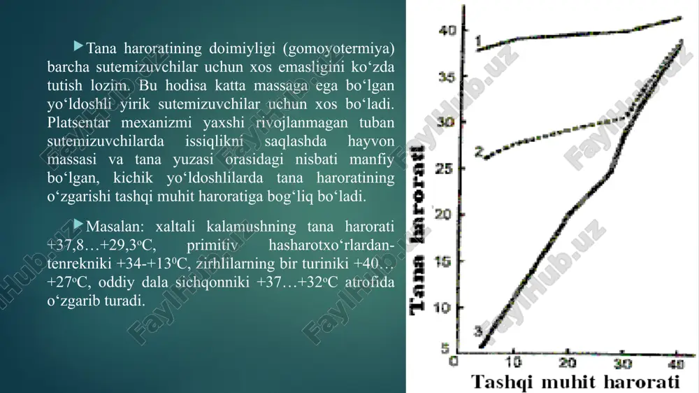 oraliq guruhni tashkil etadi. sutemizuvchilar yuqori darajada tuzilgan bo‘lishi bilan bir qatorda, ayrim primitiv belgilari ham saqlanib qolingan, ya’ni amfibiyalar va reptiliyalarnikiga o‘xshab, ularda ham boldir-tovon, bilak-bilaguzuk bo‘g‘imlarini o‘rnashishi, juft ensa bo‘rtmasini qisman bo‘lsada bo‘lishi shular jumlasidandir. tashqi tuzilishi. sutemizuvchilarning gavdasi-bosh, bo‘yin, tana, dum va orqa hamda oldingi oyoqlarga bo‘linadi. og‘iz teshigi harakatchan lab bilan o‘ralgan. ko‘zlarini shikastlanishdan asraydigan harakatchan yuqorigi va pastki qovoqlari bor. qovoq chetida qattiq tuksimon kipriklar joylashgan. ko‘zining ichki burchagida uchinchi qovoq yoki yumgich parda rudiment (qoldiq) holda. ko‘zidan yuqoriroqda elastik tog‘ay skeletli quloq supralari joylashgan. tumshug‘ining uchida ikkita burun teshiklari bor. dumining ostida chiqarish teshigi, undan bir oz oldinda siydik-tanosil teshigi joylashagan. urg‘ochisida siydik tanosil teshigi kenggina yoriq shaklida, erkagida esa kichkina erkalik jinsiy a’zosining uchiga o‘rnashgan. voyaga yetgan erkakida jinsiy a’zoning ikki yonidagi terisi ko‘tarilib xaltacha-yorg‘oq hosil qiladi. oldingi oyoqlari deyarli kalta va besh barmoqli, orqa oyoqlari esa uzun hamda to‘rt barmoqli bo‘ladi. barcha …