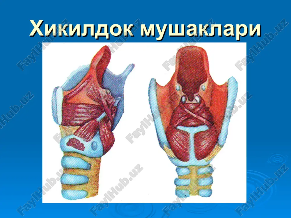 xani o'z ichiga oladi. bu bosqichda xar doim xiqildoq yarmi xarakati buziladi,maxalliy metastazlar bo'ladi. iv bosqich- o'sma atrofdagi to'qima va organlarga tarqaladi:xalqum,til ildizi,qolqonsimon tog'ay, traxeya. xiqildoq rakini namoyon bo'lish variantlari ichki (endofit), daxliz burmasi va cho'michsimon tog'ayga o'tgan xiqildoq rakini namoyon bo'lish variantlari tashqi (ekzofit), chap noksimon sinusdan chiquvchi xiqildoq rakini namoyon bo'lish variantlari cho'michsimon tog'ay va xiqildoq usti tog'ayi va daxliz burmalarining chap tamonda kuchli shishi xiqildoq rakining namoyon bo'lish variantlari chap daxliz boylamlari va cho'michsimon tog'ay raki xikildok usmasini davolash printsiplari nur terapiyasi – i i ii boskichida xirurgik – ii i iii boskichida kombinirlashgan – xirurgik va nur – iii boskichida ximioterapiya – iv boskichida xikildok usmasi profilaktikasi shifokorning onkologik extiyotkorligi. kasbiy zararli sharoitda ishlovchi korxonalarda sistematik kuruv utkazish va surunkali laringit kasalligi bor bemorlarni dispanserizatsiya kilish. xikildok usmasi profilaktikasi 3. ovoz va gapirish kobiliyati pasaygan bemorlarni albatta tekshiruvdan utkazish 4. zamonaviy tekshirish usullaridan foydalanish– mikrolaringoskopiya, laringostroboskopiya …