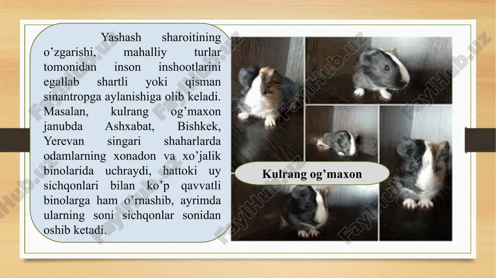 (ftoratsetat natriy, ftoratsetamid, fonoftorin va b.) va fosforganik birikmalar (fosfid tsink, gliftor) keng qo’llaniladi. mutaxassislarning fikricha bunday preparatlar butun shaharlar, hatto viloyat miqyosida kemiruvchilarni (jumladan, kalamushlarni) bartaraf qilishi mumkin. kemiruvchilar bu zaharlarni yem xo’rakdan farqlay olmaydi va uni bajonidil iste’mol qiladi. izolyasiyalangan sklad binolarida, dengiz va daryo kemalarida, temir yo’l vagonlarida va alohida hollarda, samolyotlarda kemiruvchilarni qirib yo’qotish uchun gazsimon moddalardan: oltingugurt dioksidi, oksid va karbon oksid, xlorpikrin, tsianid kislotasi va metil bromid preparatlaridan foydalaniladi. yumronqoziqlar va qumsichqonlarga qarshi ularning inlari xlorpikrin, metil bromid, chiqindi gazlar bilan ishlanadi. kemiruvchilarning generativ sistemasiga ta’sir qilib, ular populyasiyalarida ko’payish sur’atini pasaytiradigan xemosterillyatlar- moddalardan foydalanish istiqbolidir. mexanik himoyada bronlangan kabelning sirti po’lat yoki mis lenta bilan qoplanadi va ruhlangan po’lat sim to’rdan foydalaniladi. kabelni yotqizishda tirqishlarga kemiruvchilarni kirishga yo’l qo’ymaslik uchun kabel yotqizuvchilar kabel usti tuprog’ini zichlovchi moslamadan foydalanadilar. materiallar barqarorligini kemiruvchilar zarariga sinash materiallarning kemiruvchilar jag’ aparatiga barqarorligini sinash maqsadida majbu qilish metodidan …